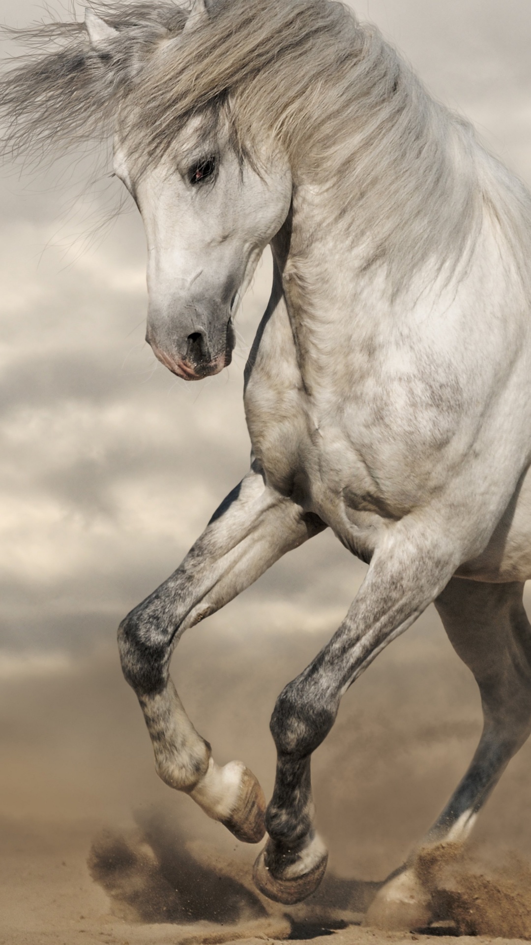 Weißes Pferd, Das Tagsüber Auf Braunem Sand Läuft. Wallpaper in 1080x1920 Resolution