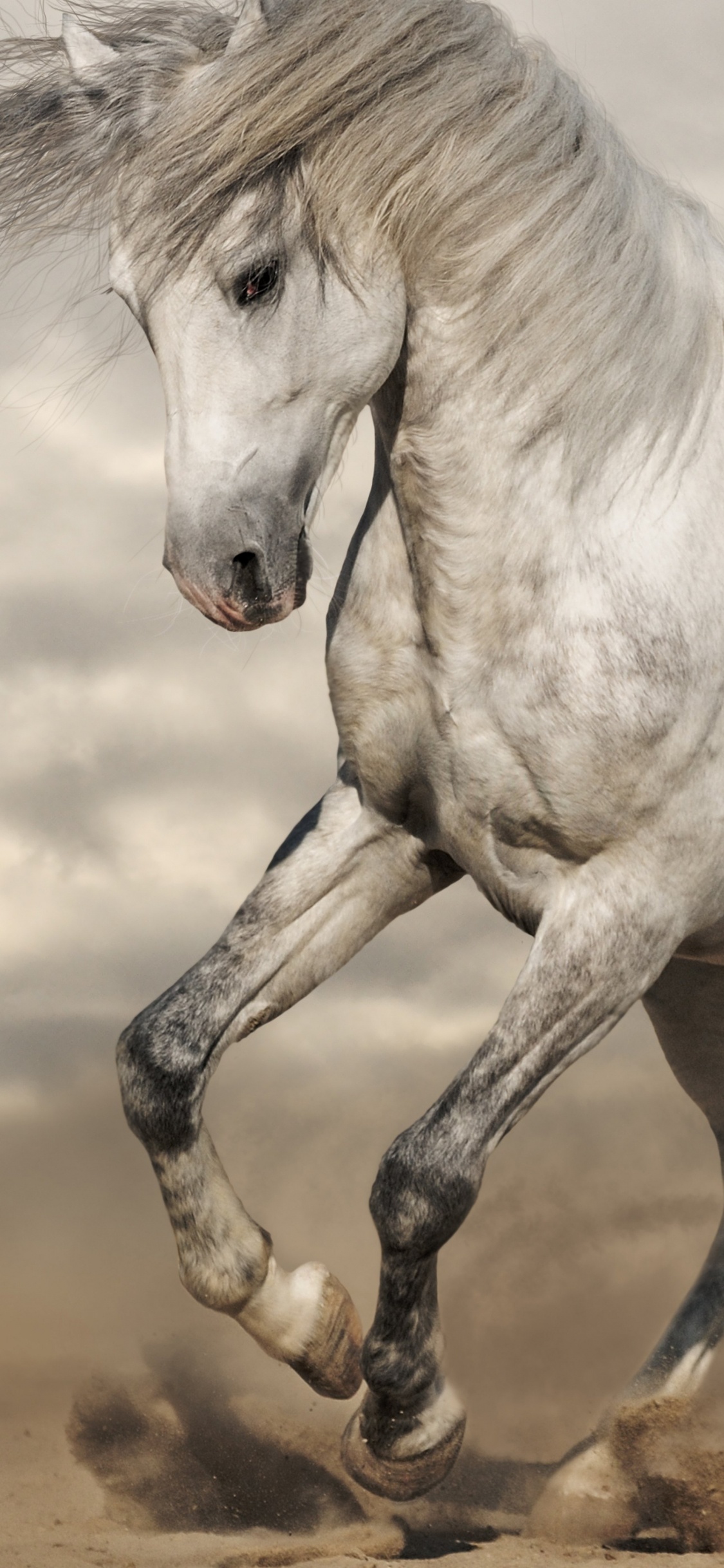 Weißes Pferd, Das Tagsüber Auf Braunem Sand Läuft. Wallpaper in 1125x2436 Resolution
