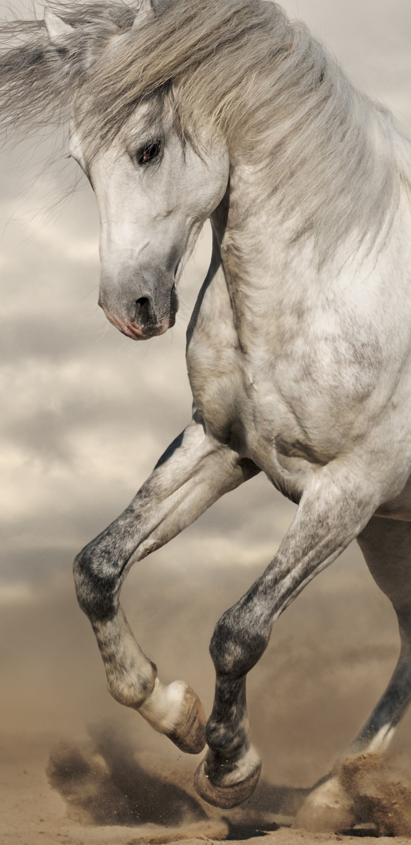 Weißes Pferd, Das Tagsüber Auf Braunem Sand Läuft. Wallpaper in 1440x2960 Resolution