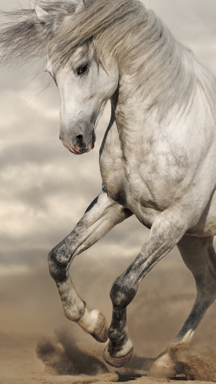 Weißes Pferd, Das Tagsüber Auf Braunem Sand Läuft. Wallpaper in 750x1334 Resolution
