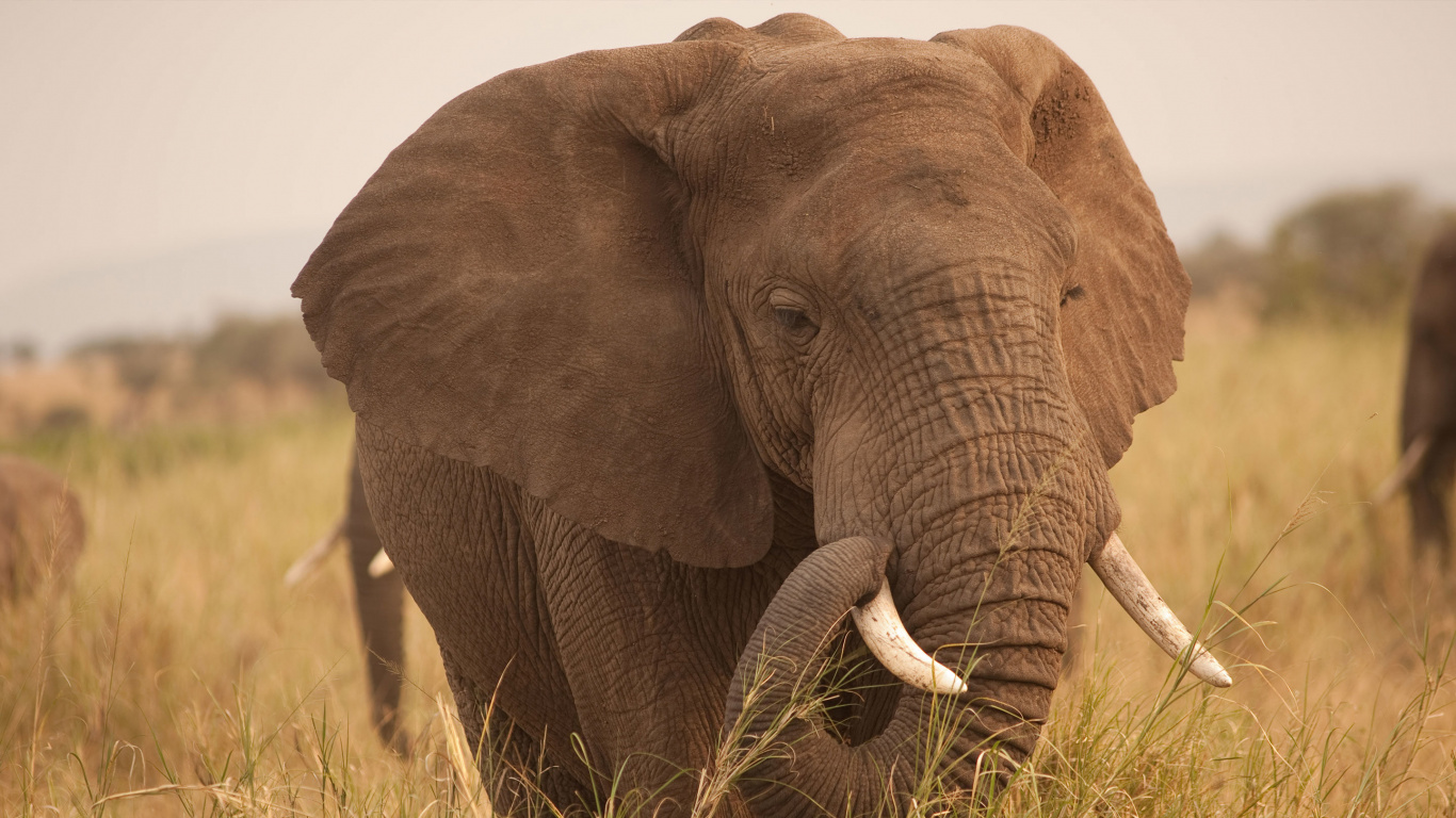 Éléphant Brun Sur Terrain D'herbe Brune Pendant la Journée. Wallpaper in 1366x768 Resolution