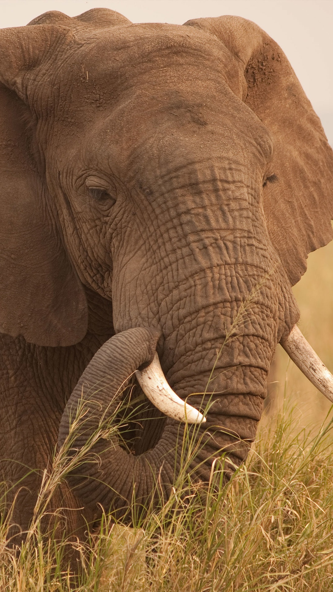 Brown Elephant on Brown Grass Field During Daytime. Wallpaper in 1080x1920 Resolution