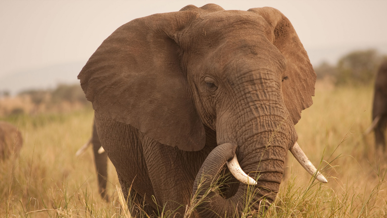 Brown Elephant on Brown Grass Field During Daytime. Wallpaper in 1280x720 Resolution