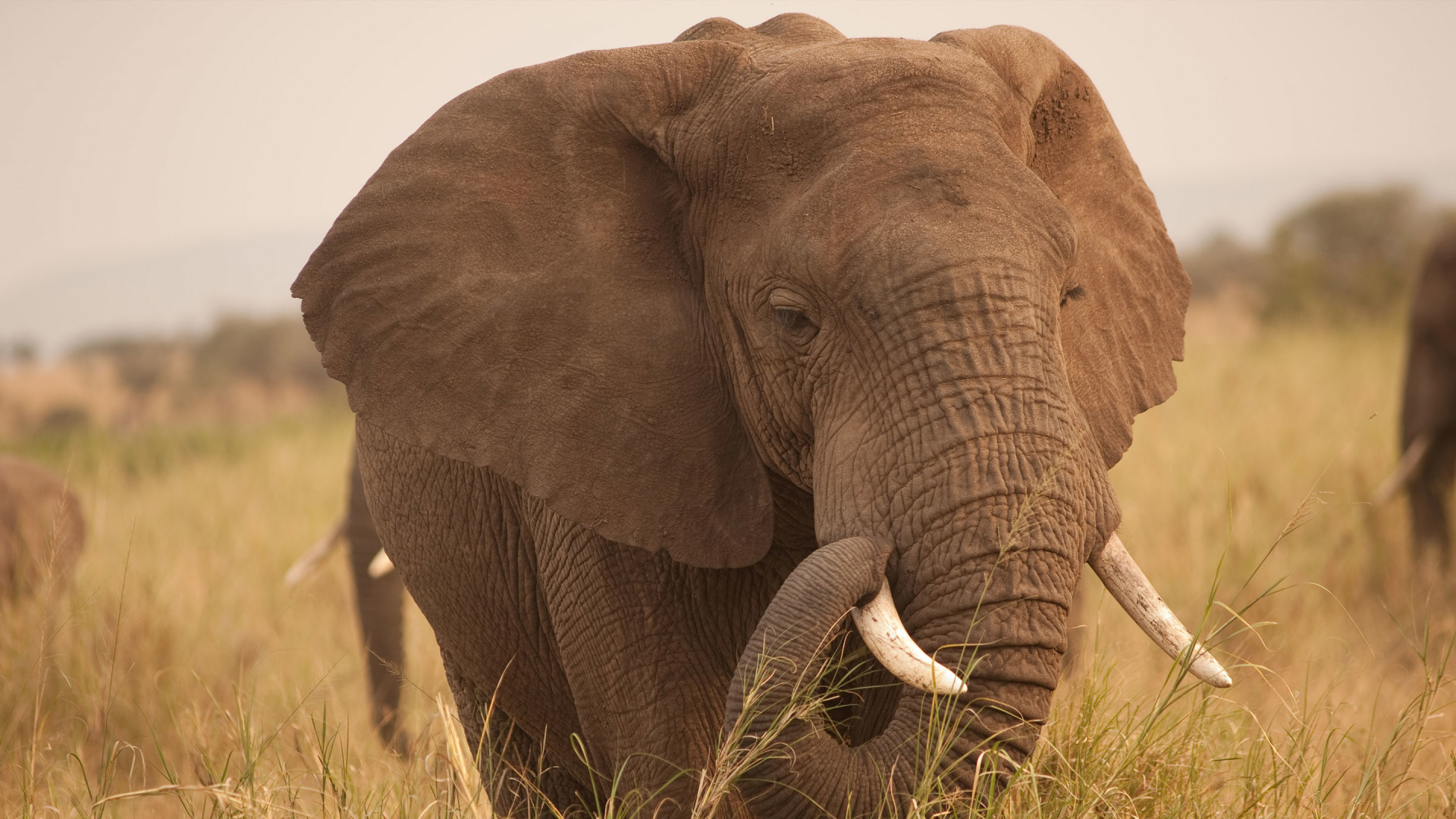 Brown Elephant on Brown Grass Field During Daytime. Wallpaper in 1920x1080 Resolution