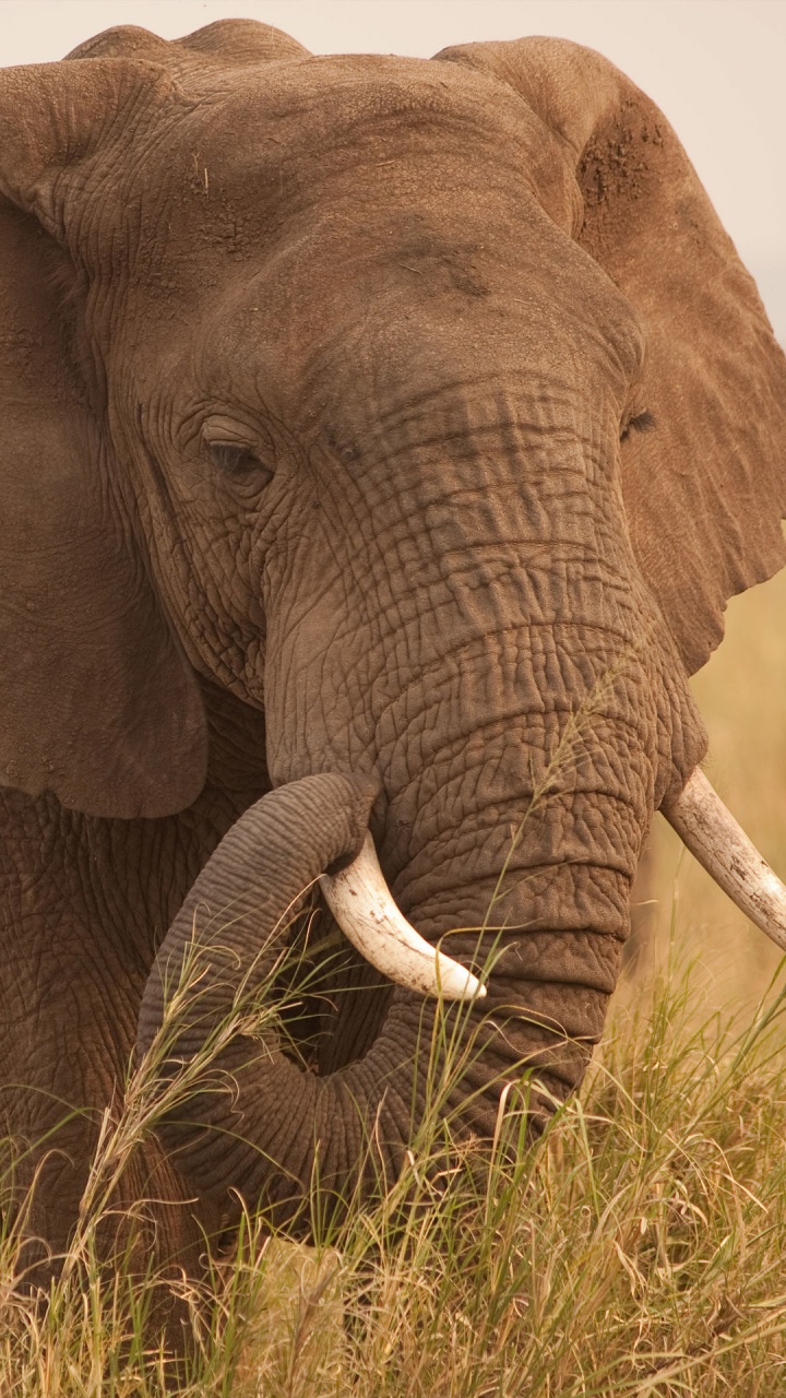 Brown Elephant on Brown Grass Field During Daytime. Wallpaper in 720x1280 Resolution