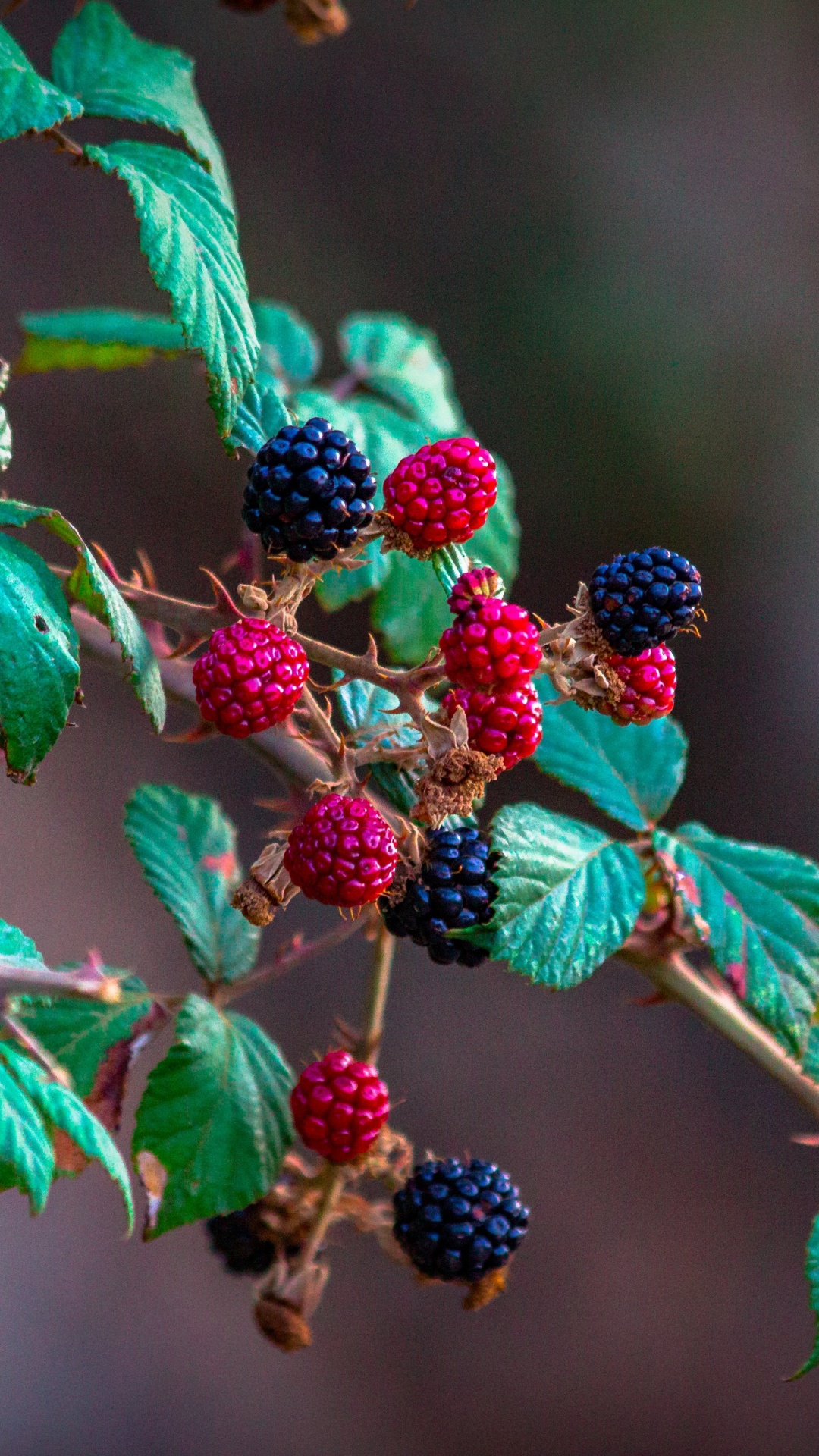 Red and Black Round Fruits. Wallpaper in 1080x1920 Resolution