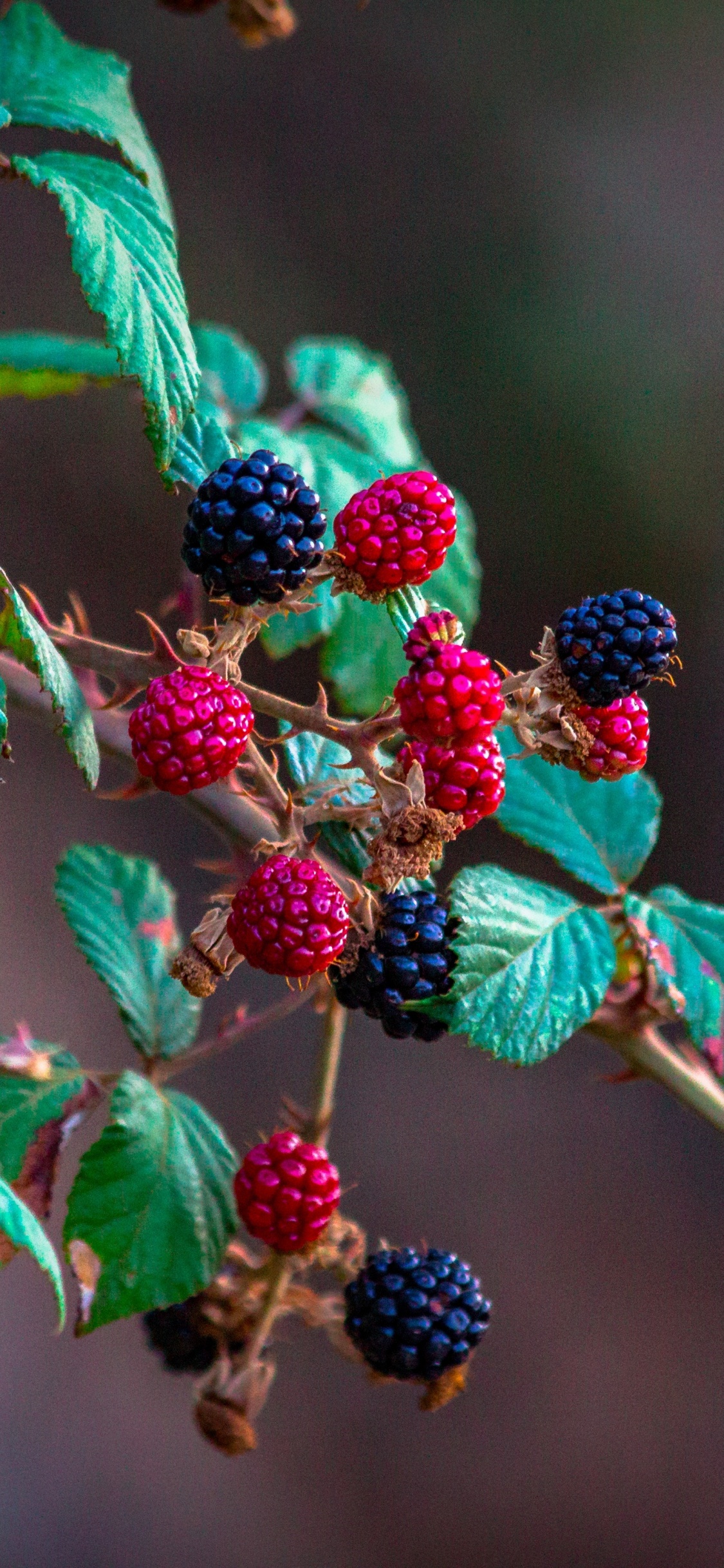 Red and Black Round Fruits. Wallpaper in 1125x2436 Resolution