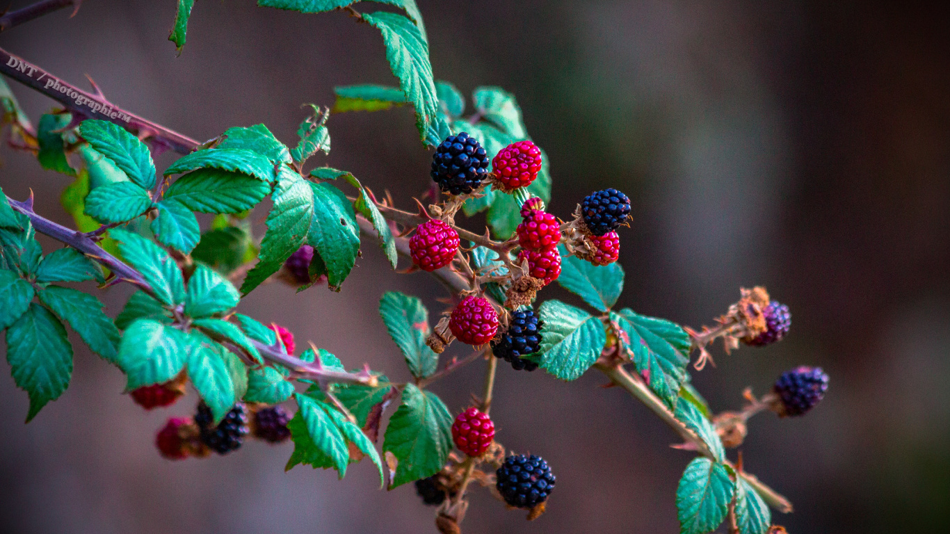 Red and Black Round Fruits. Wallpaper in 1366x768 Resolution