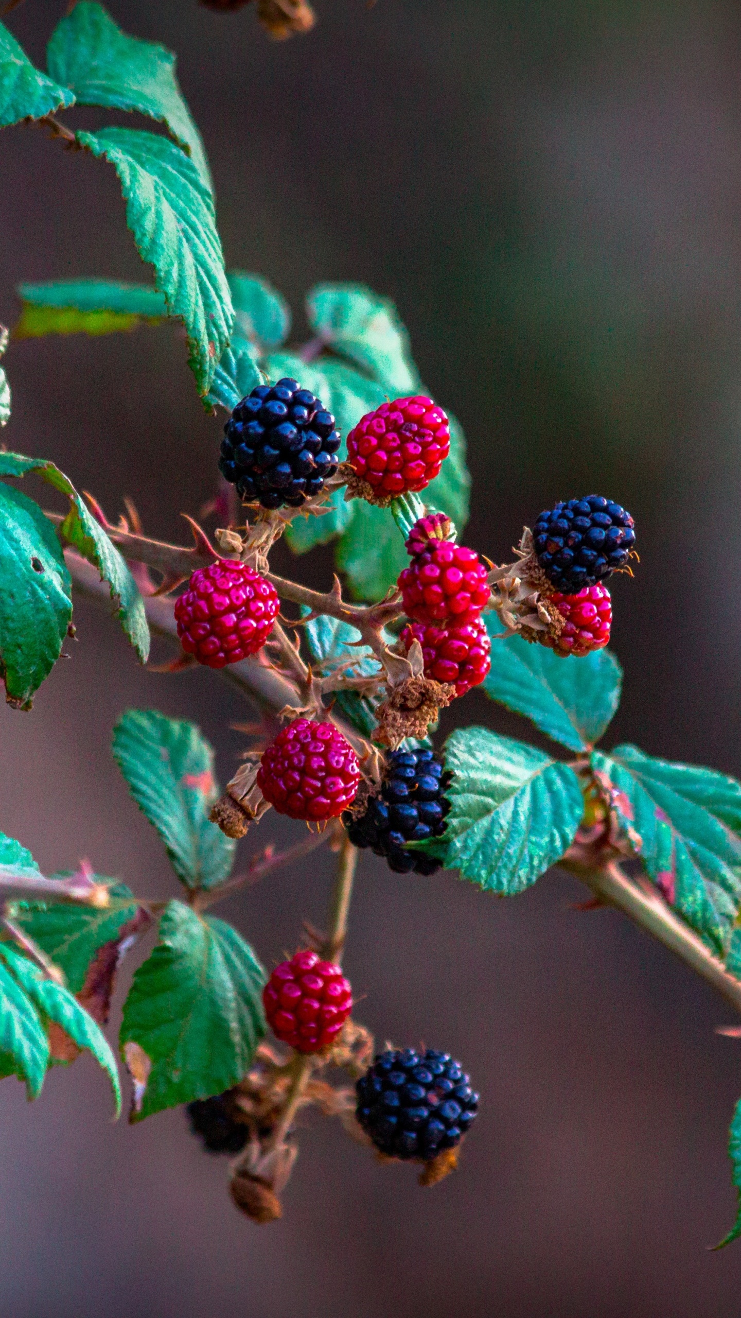 Red and Black Round Fruits. Wallpaper in 1440x2560 Resolution