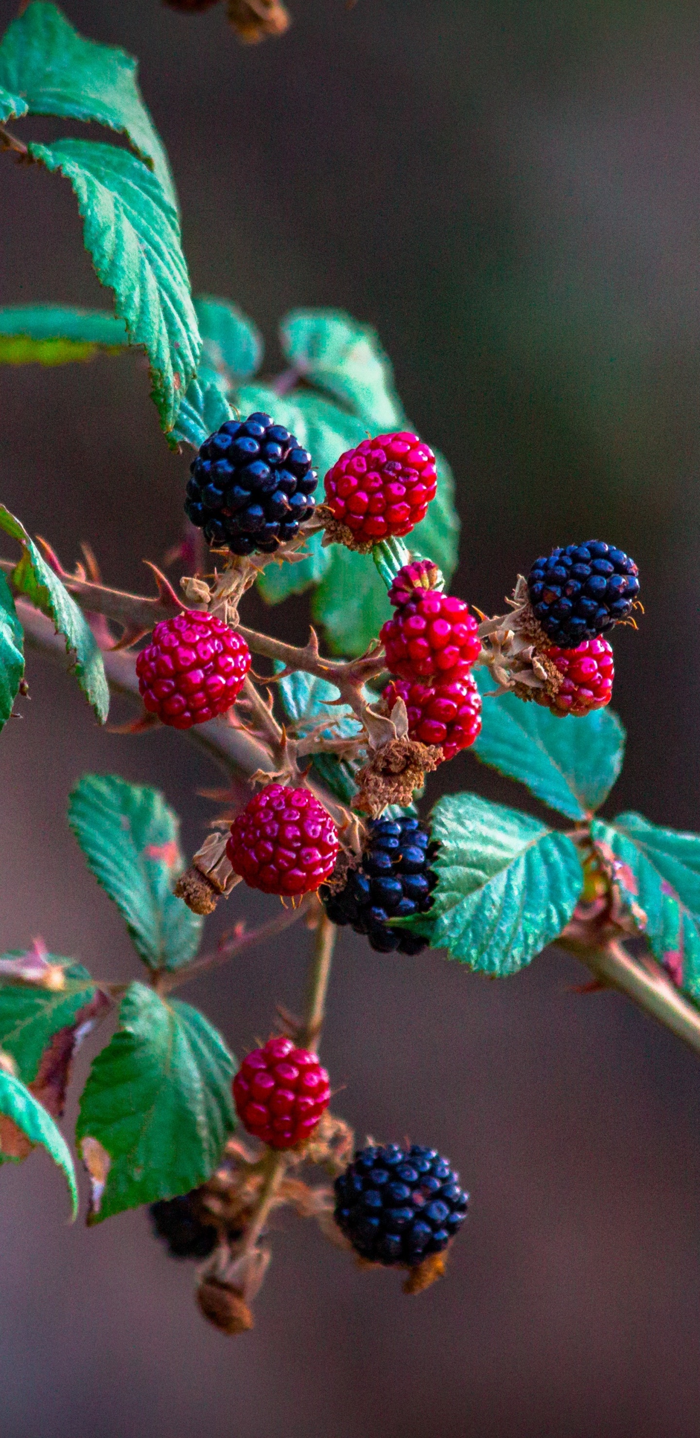 Red and Black Round Fruits. Wallpaper in 1440x2960 Resolution