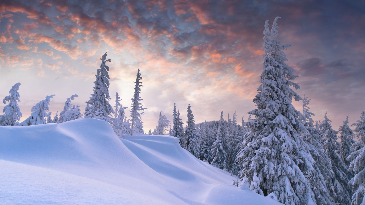 Snow Covered Pine Trees on Snow Covered Mountain During Daytime. Wallpaper in 1280x720 Resolution