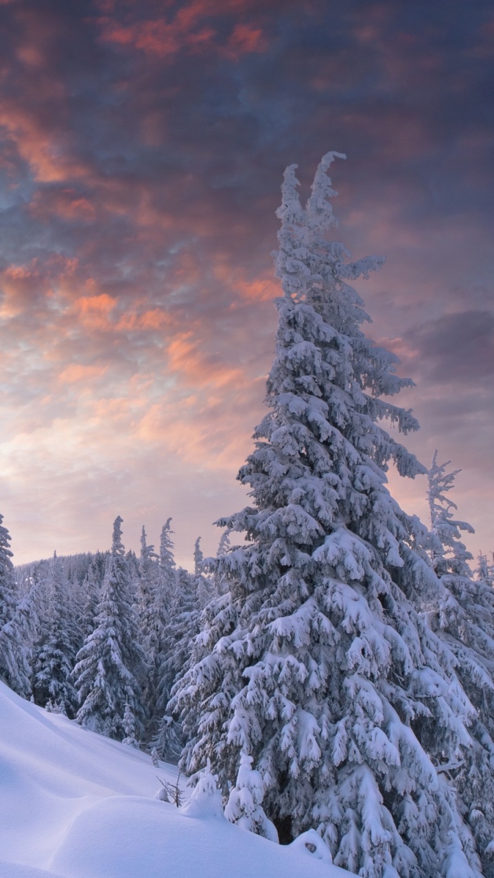 Snow Covered Pine Trees on Snow Covered Mountain During Daytime. Wallpaper in 720x1280 Resolution