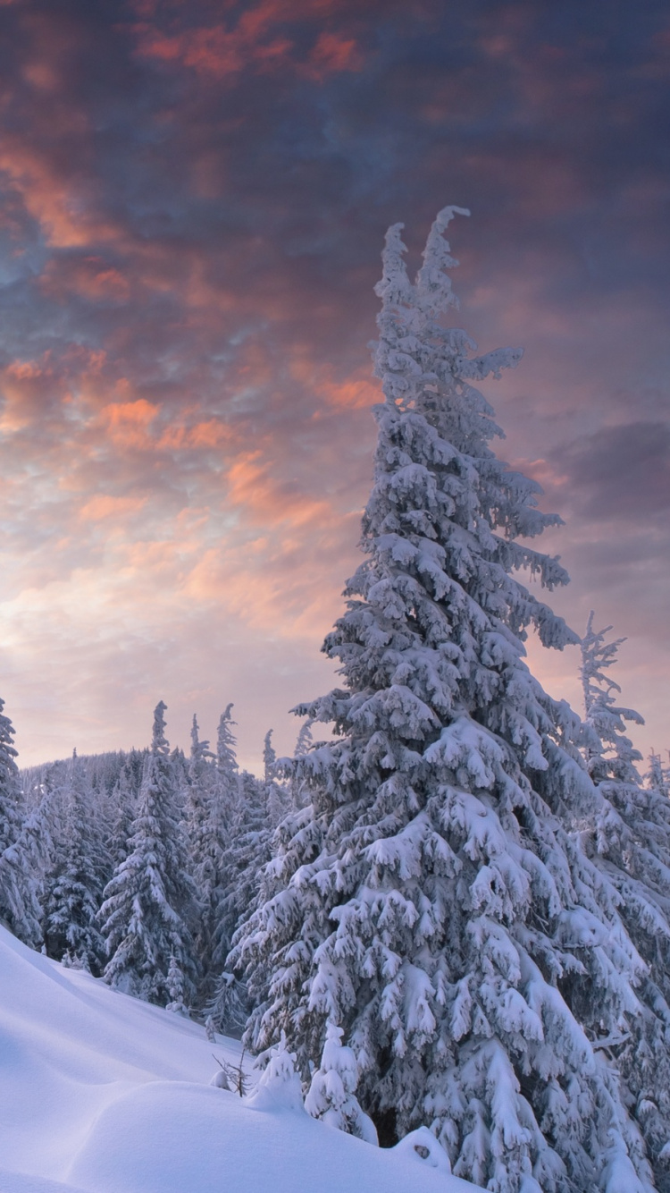 Snow Covered Pine Trees on Snow Covered Mountain During Daytime. Wallpaper in 750x1334 Resolution
