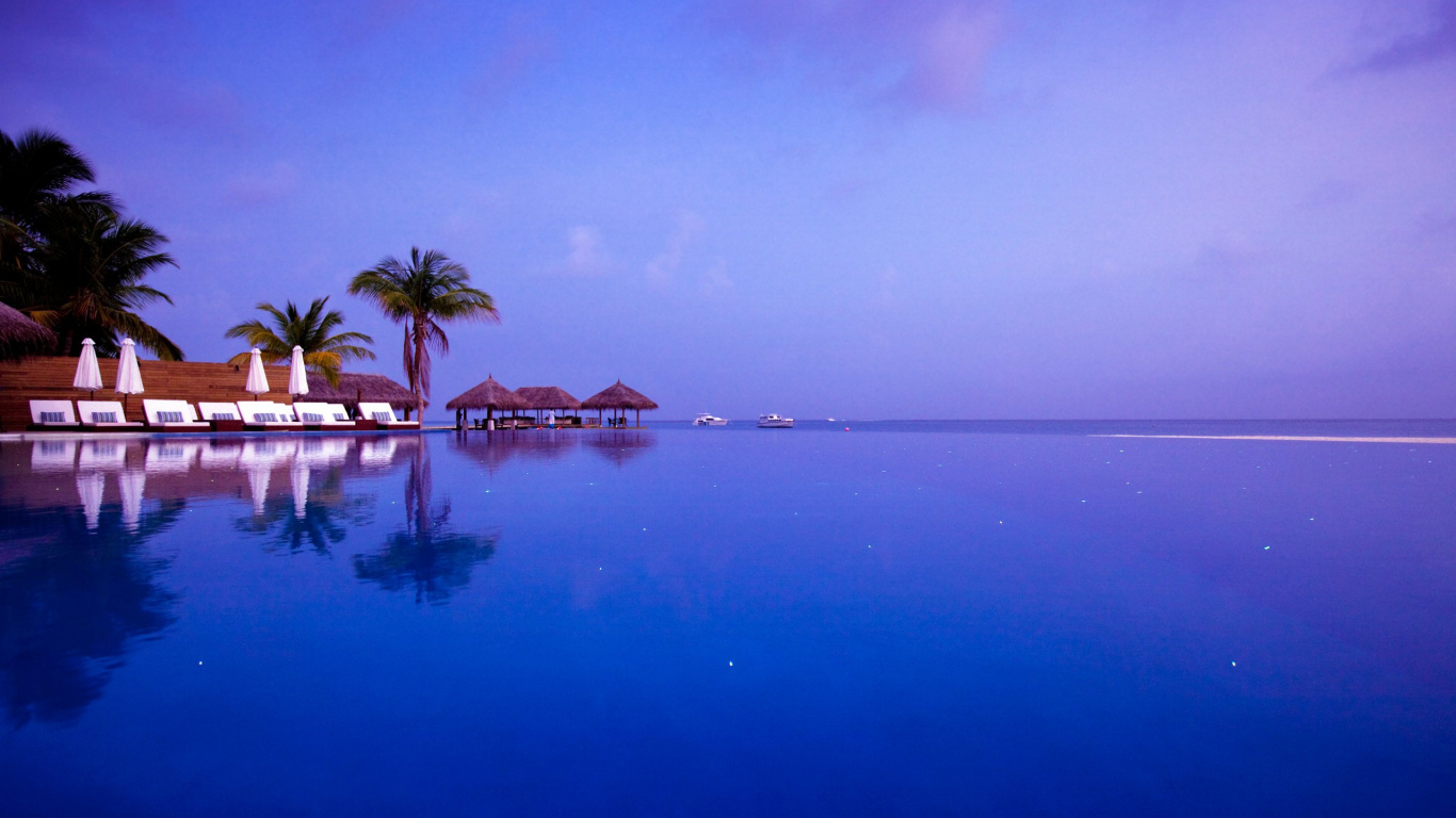 Palm Trees Near Body of Water During Daytime. Wallpaper in 1366x768 Resolution