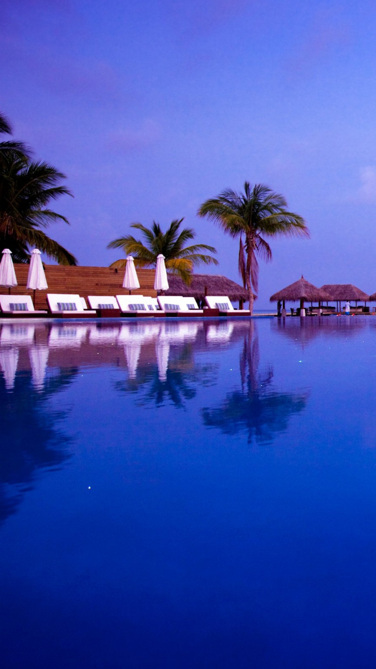 Palm Trees Near Body of Water During Daytime. Wallpaper in 750x1334 Resolution