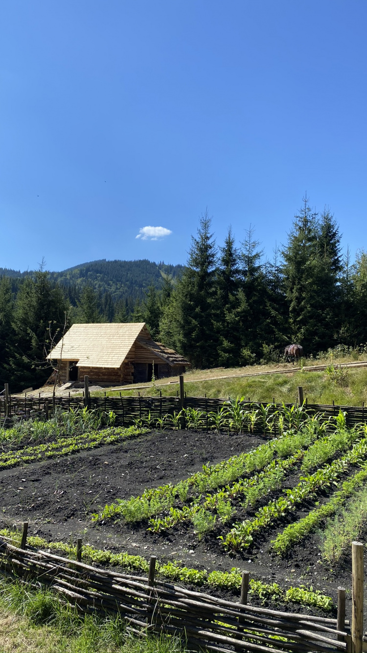 Champ, Agriculture, Zone Rurale, Plantation, Les Terres Beaucoup. Wallpaper in 750x1334 Resolution