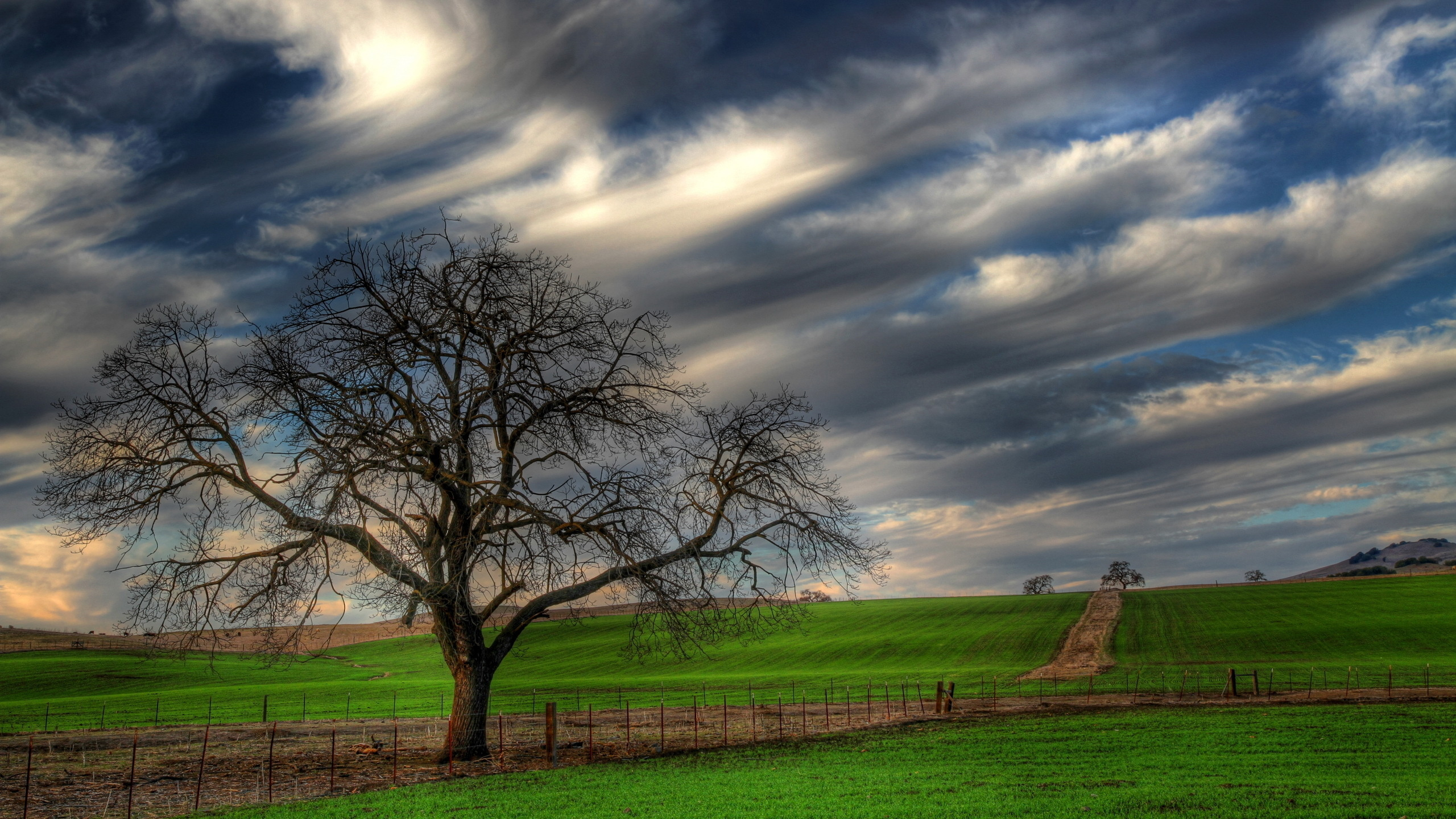 Leafless Tree on Green Grass Field Under Cloudy Sky During Daytime. Wallpaper in 2560x1440 Resolution