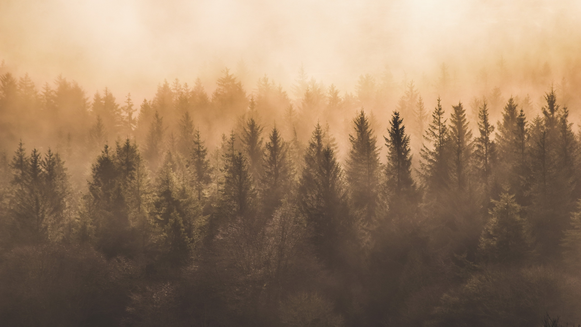 Arbres Verts Sous Des Nuages Blancs. Wallpaper in 1920x1080 Resolution