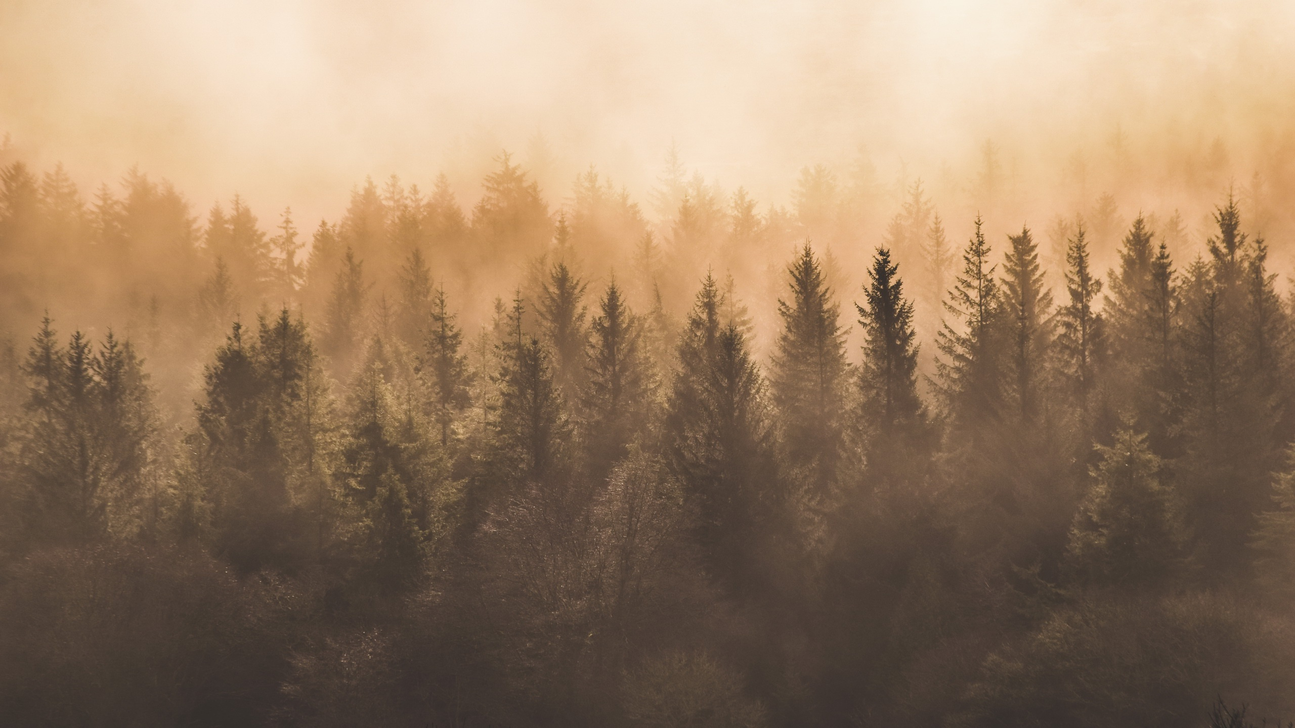 Green Trees Under White Clouds. Wallpaper in 2560x1440 Resolution