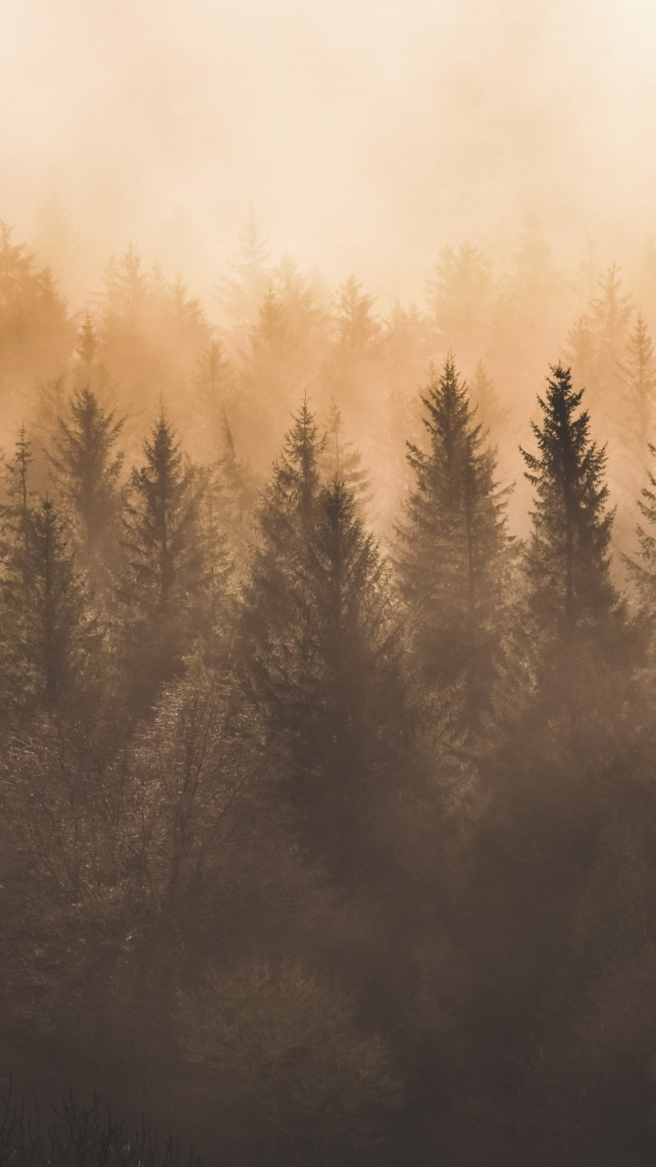 Green Trees Under White Clouds. Wallpaper in 720x1280 Resolution