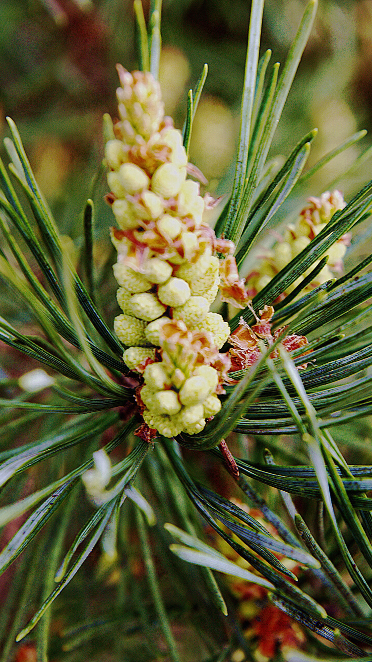 Fleur Blanche Sur Plante Verte. Wallpaper in 750x1334 Resolution