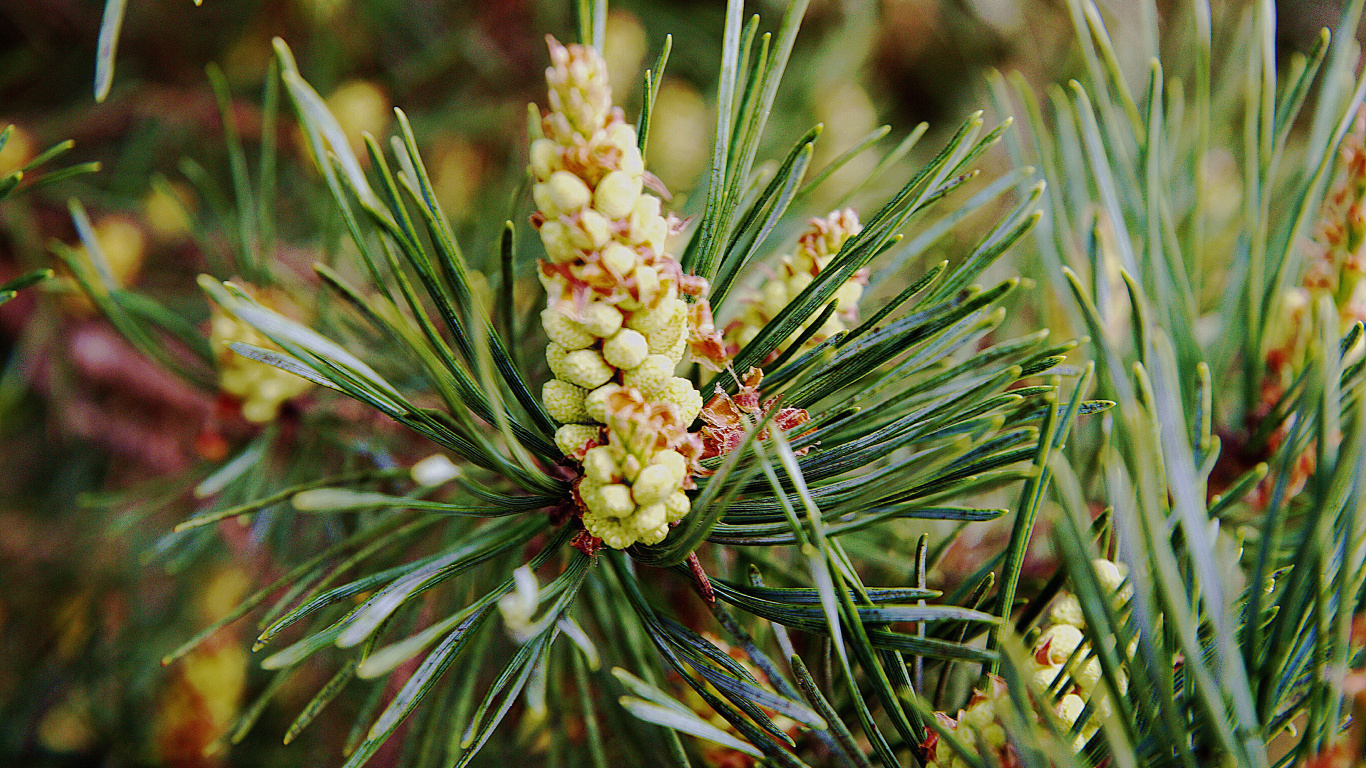 Flor Blanca en Planta Verde. Wallpaper in 1366x768 Resolution