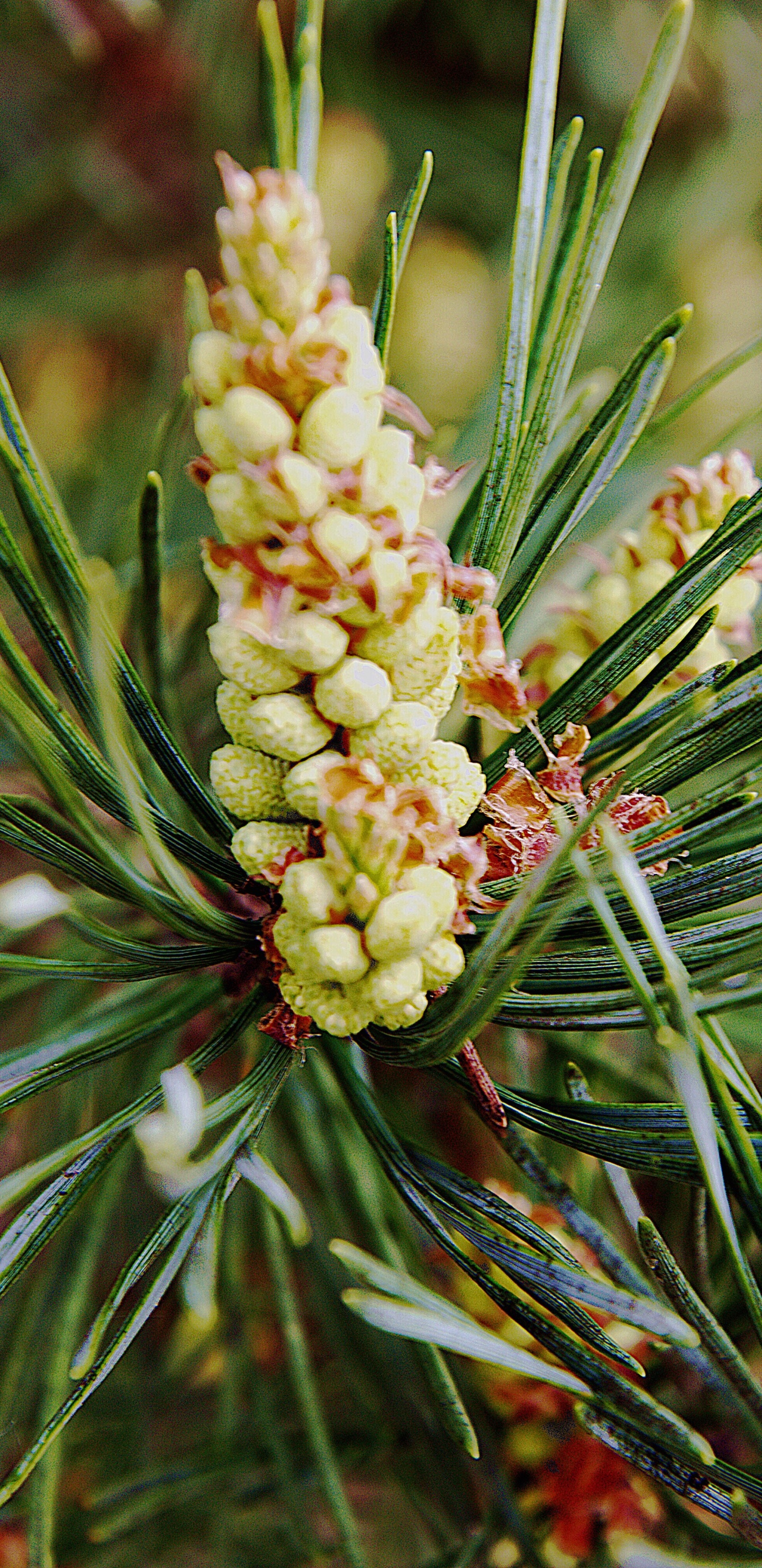 Flor Blanca en Planta Verde. Wallpaper in 1440x2960 Resolution