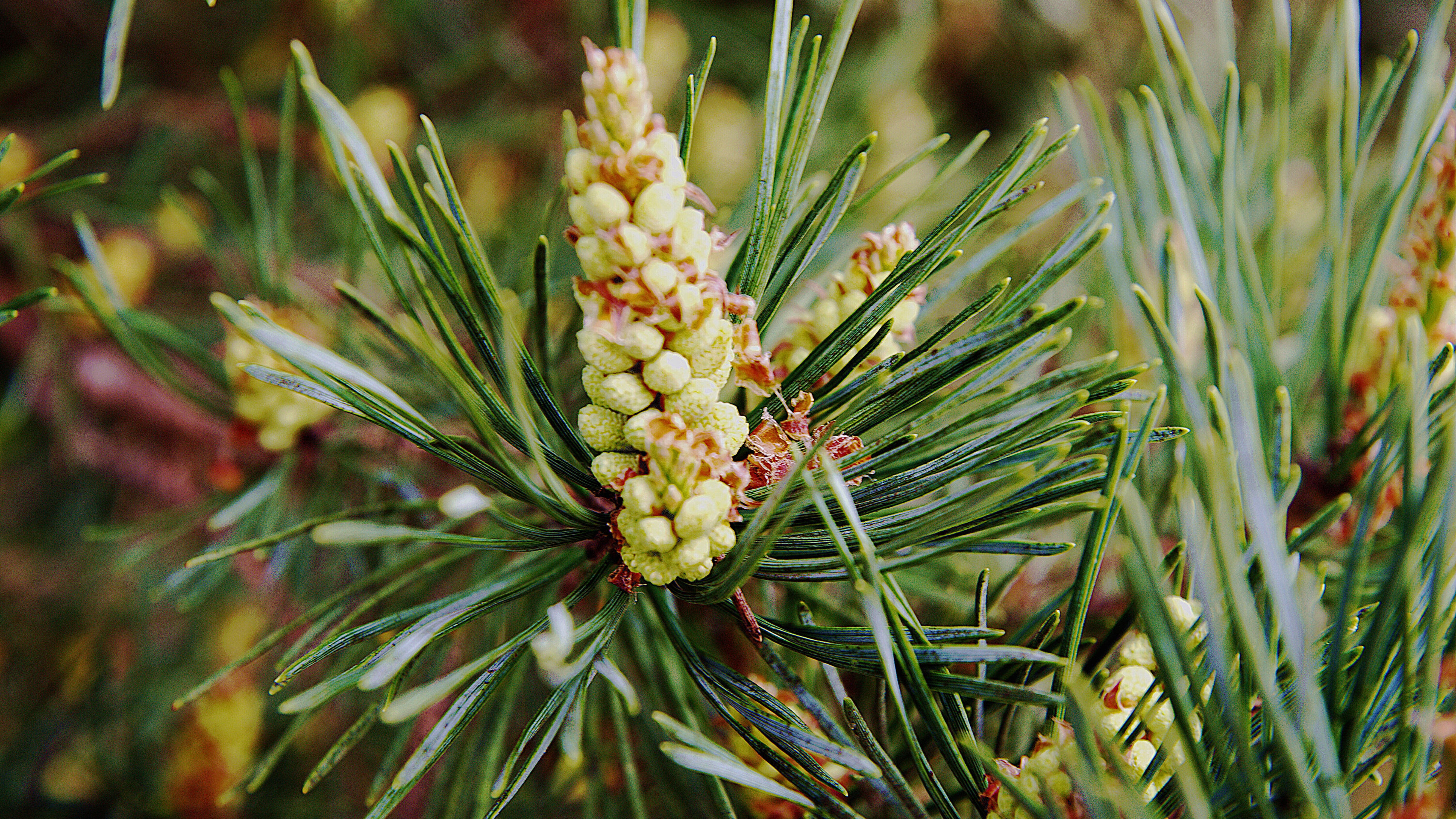 Flor Blanca en Planta Verde. Wallpaper in 3840x2160 Resolution