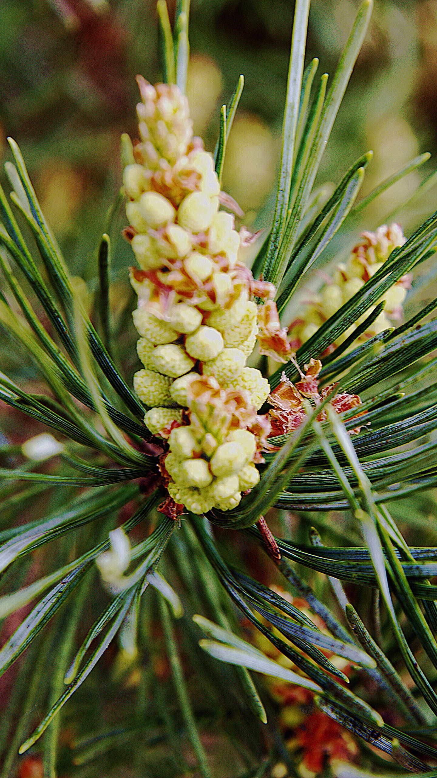 Weiße Blume Auf Grüner Pflanze. Wallpaper in 1440x2560 Resolution