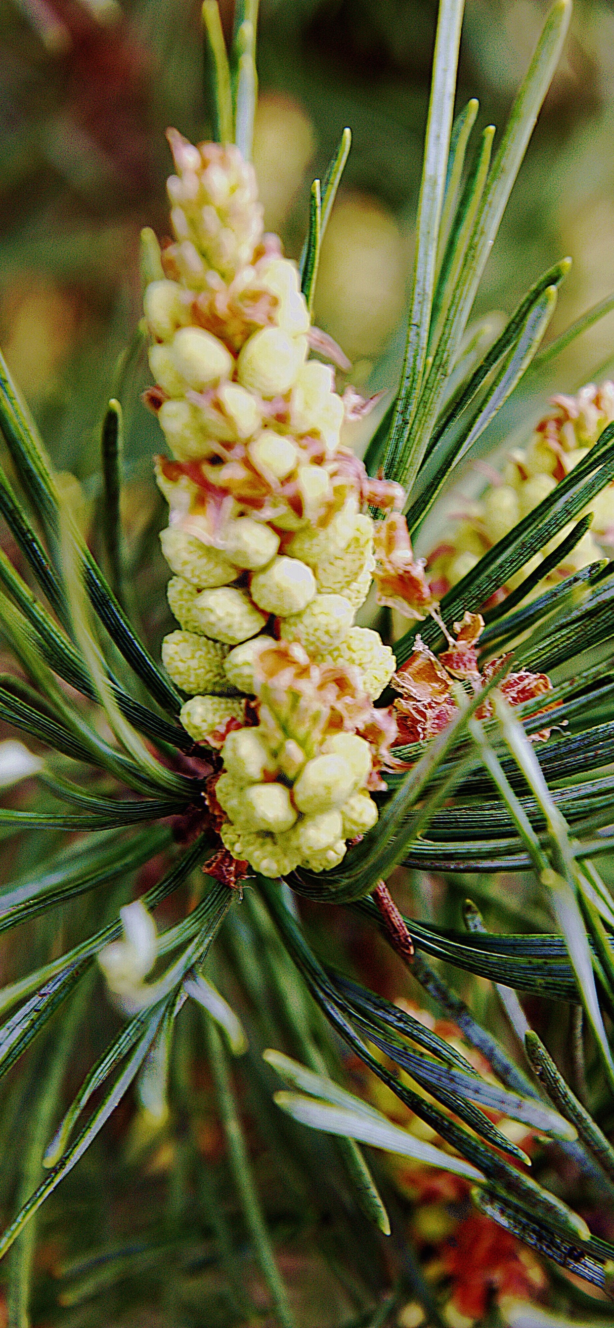 针叶树, Evergreen, 针叶树锥, 云杉, 工厂 壁纸 1242x2688 允许