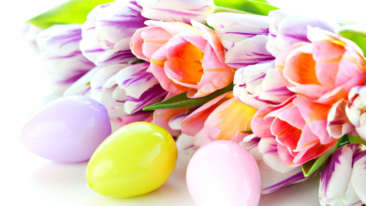 Pink and Yellow Tulips on White Surface. Wallpaper in 1280x720 Resolution