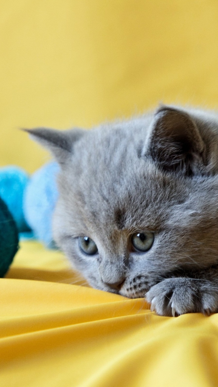 Gato Azul Ruso Acostado Sobre Textil Amarillo. Wallpaper in 720x1280 Resolution