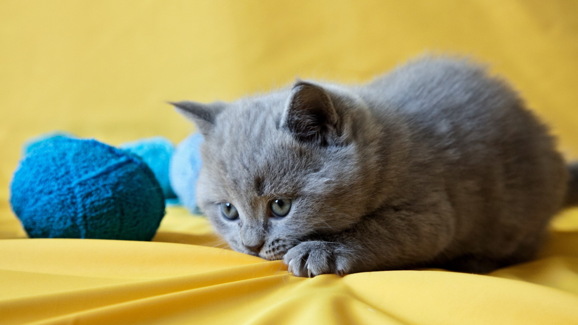 Russian Blue Cat Lying on Yellow Textile. Wallpaper in 1920x1080 Resolution