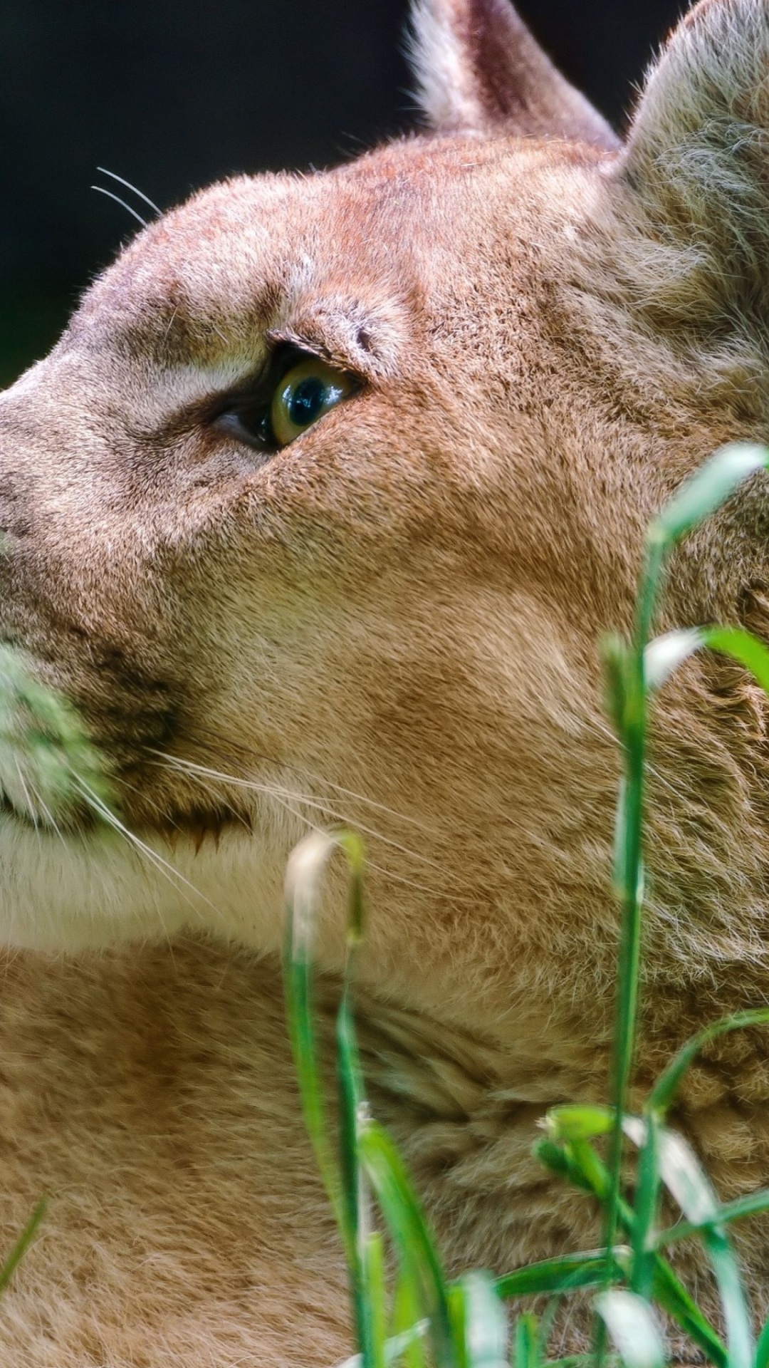 Brown Lioness Lying on Ground. Wallpaper in 1080x1920 Resolution