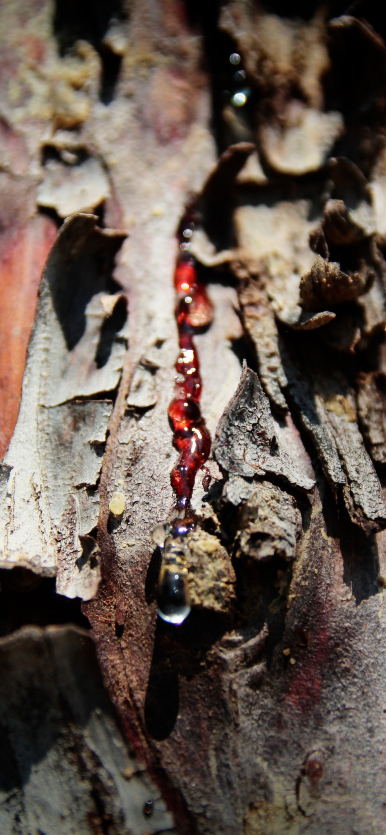 Braunes Getrocknetes Blatt in Nahaufnahme. Wallpaper in 1242x2688 Resolution