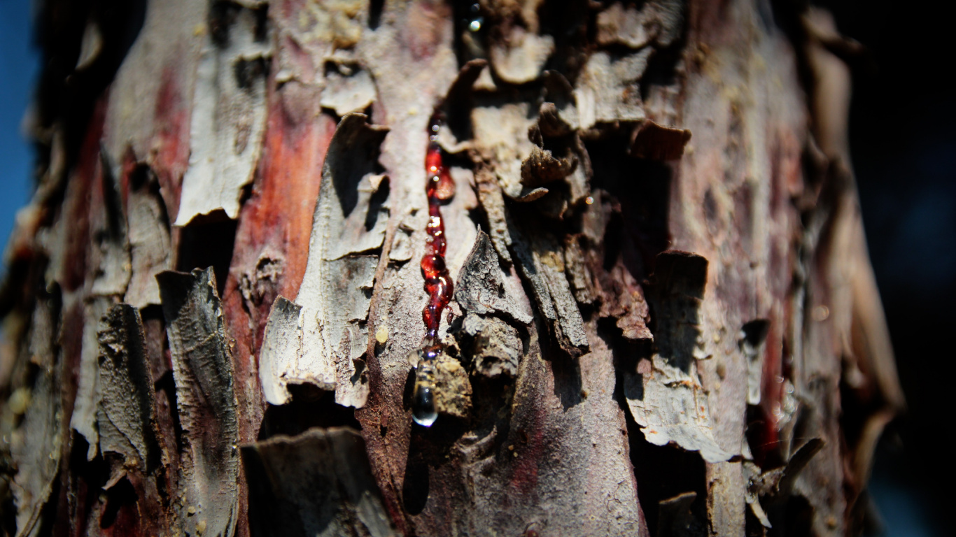 Braunes Getrocknetes Blatt in Nahaufnahme. Wallpaper in 1366x768 Resolution