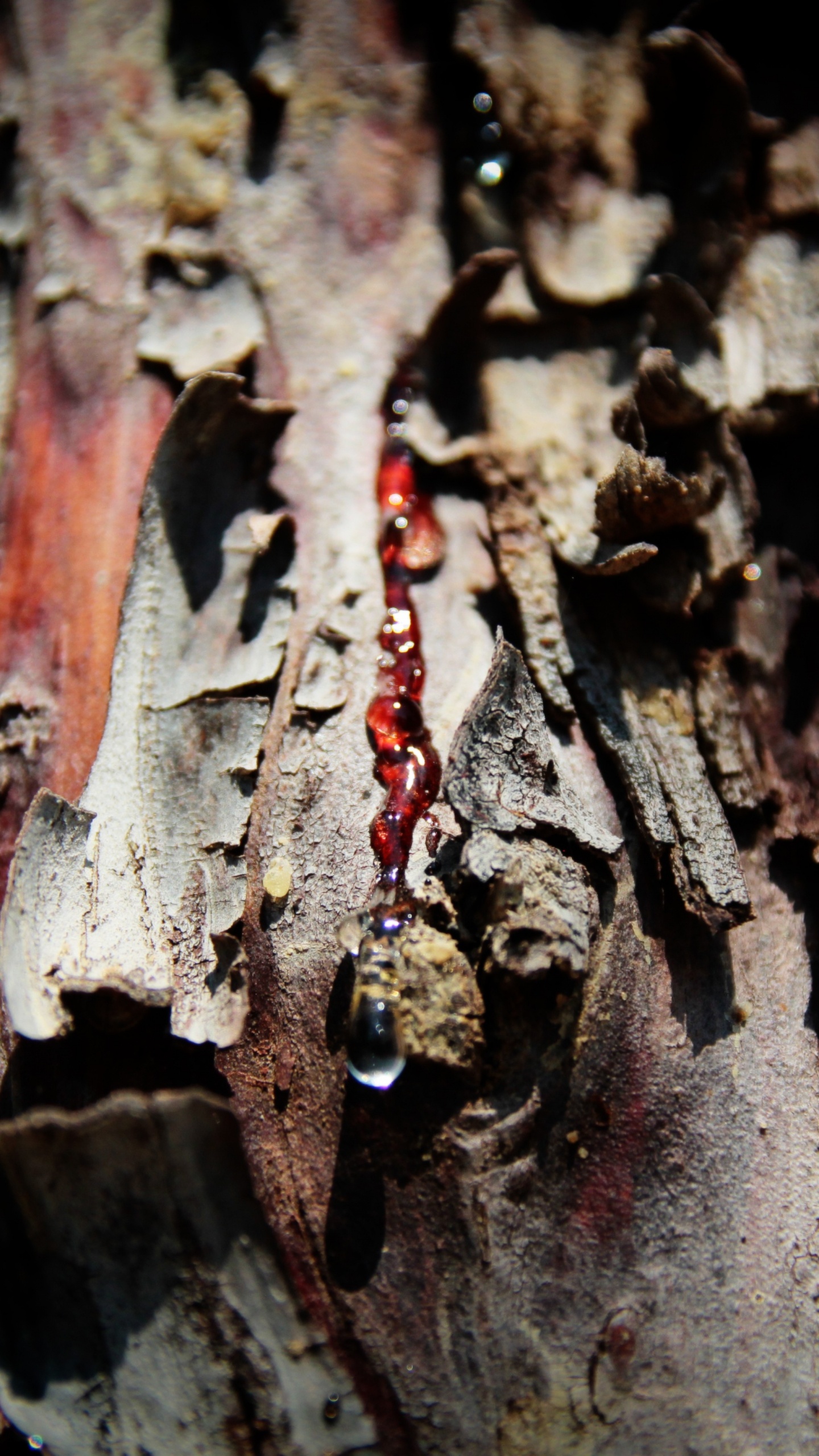 Braunes Getrocknetes Blatt in Nahaufnahme. Wallpaper in 1440x2560 Resolution