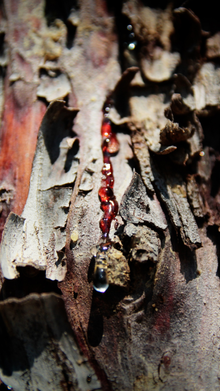 Feuille Séchée Brune en Photographie Rapprochée. Wallpaper in 750x1334 Resolution