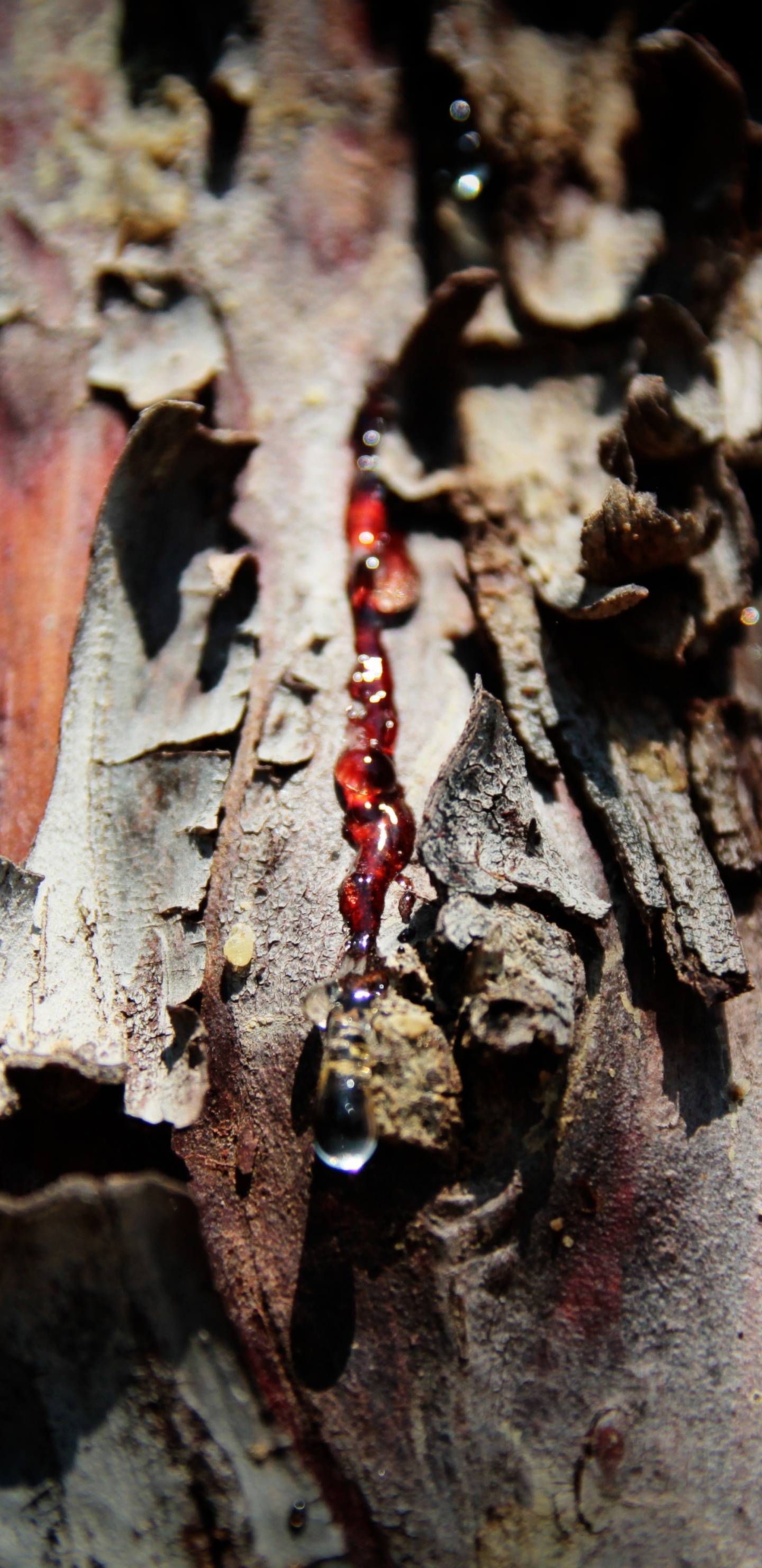 Hoja Seca Marrón en Fotografía de Cerca. Wallpaper in 1440x2960 Resolution