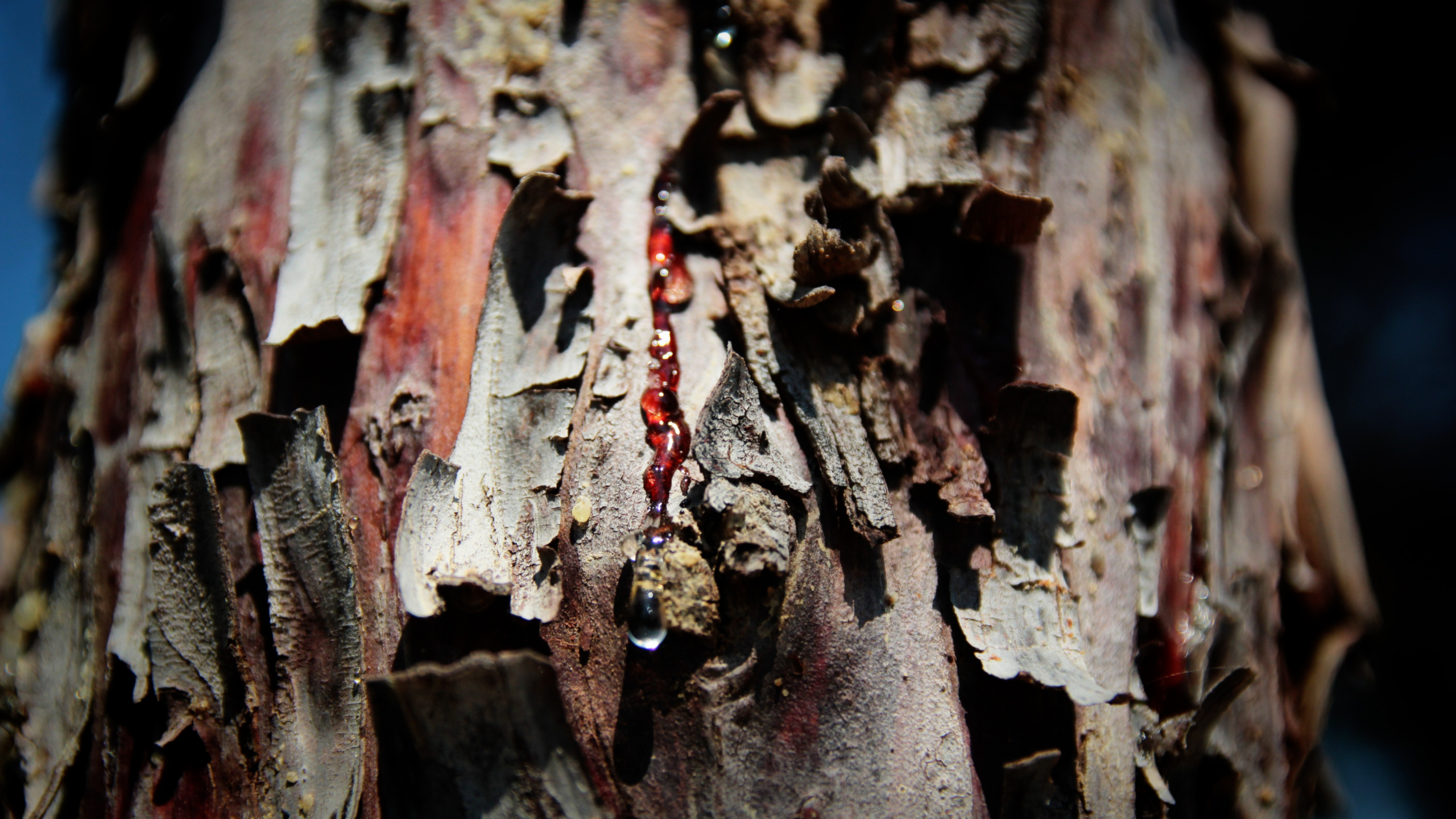 Brown Dried Leaf in Close up Photography. Wallpaper in 2560x1440 Resolution