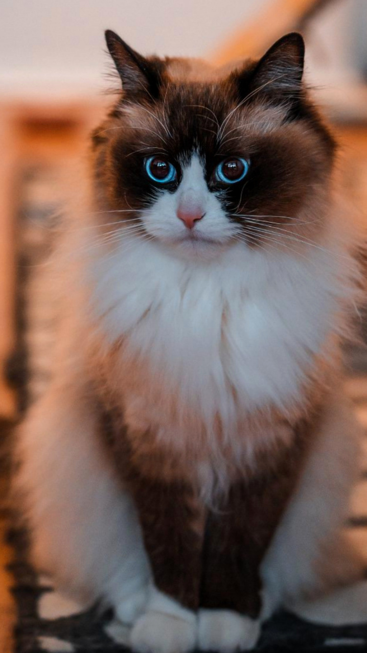 Moustache, Ragdoll, Asiatique Mi-longs, de la Mer Egée Chat, Gueux. Wallpaper in 750x1334 Resolution
