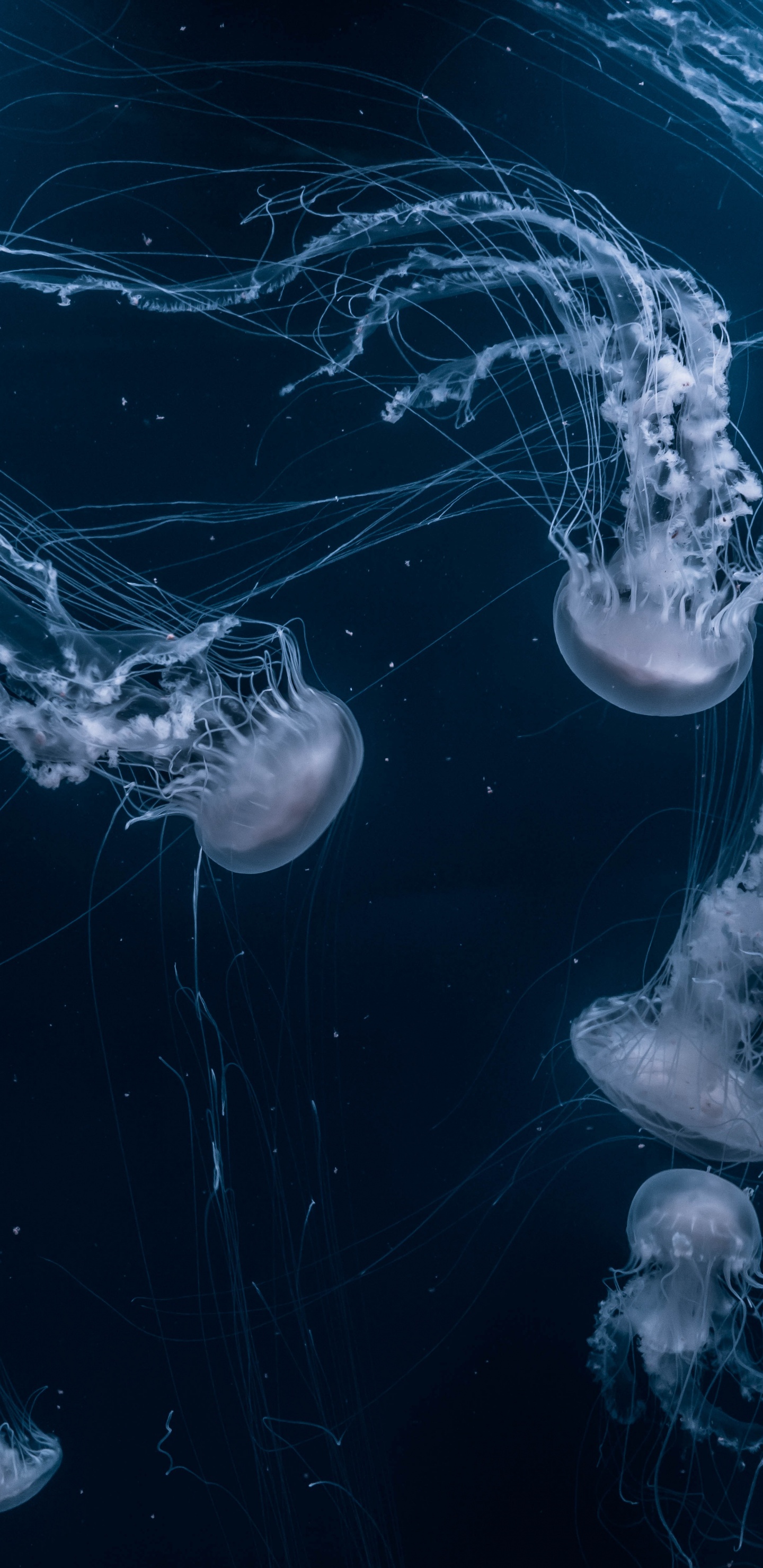 Aesthetics, Water, Liquid, Water Resources, Azure. Wallpaper in 1440x2960 Resolution