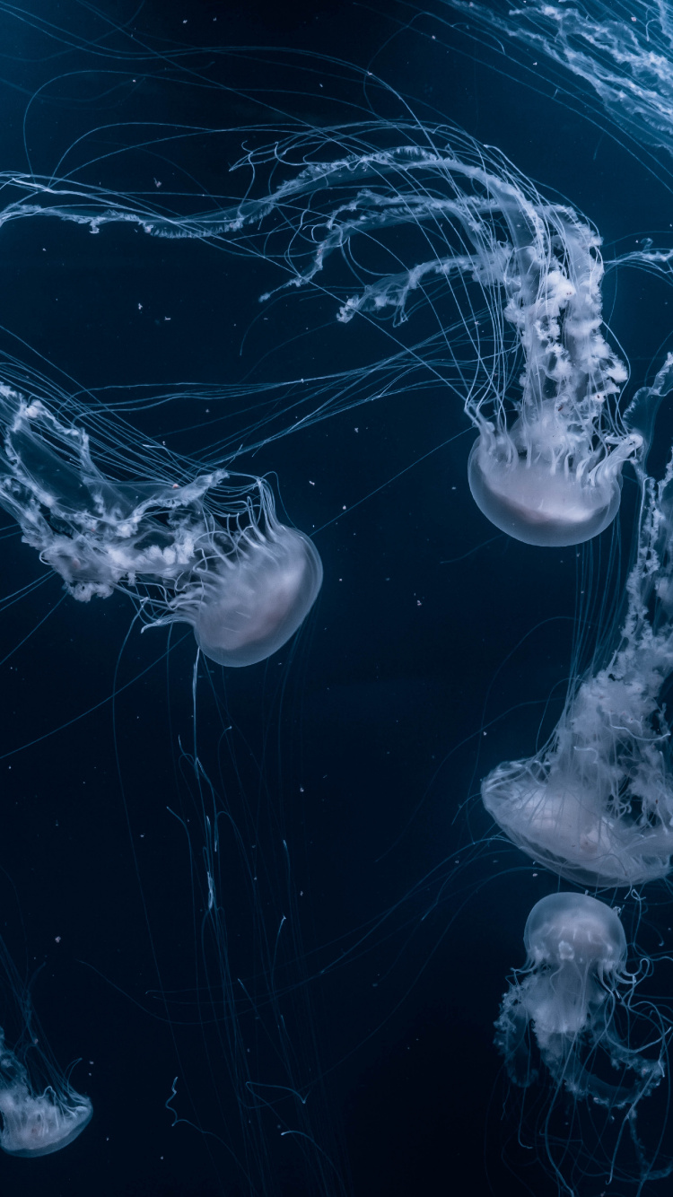 Aesthetics, Water, Liquid, Water Resources, Azure. Wallpaper in 750x1334 Resolution