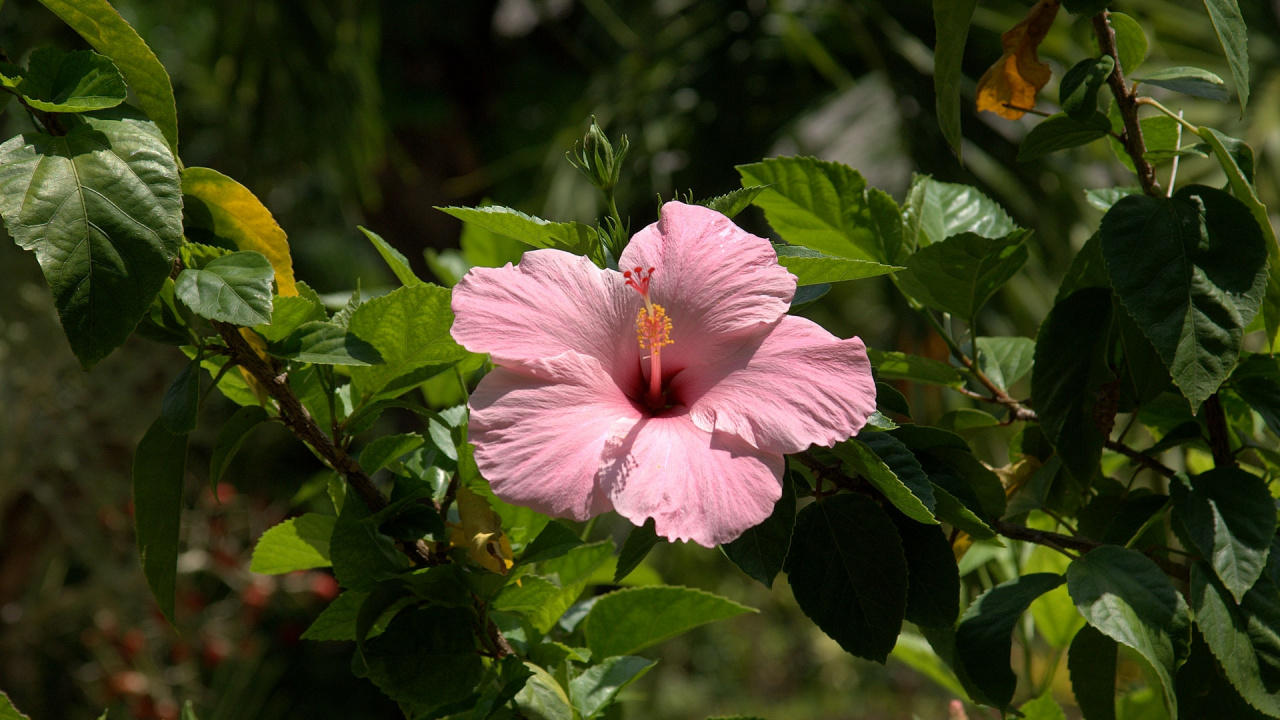 Pink Hibiscus in Bloom During Daytime. Wallpaper in 1280x720 Resolution