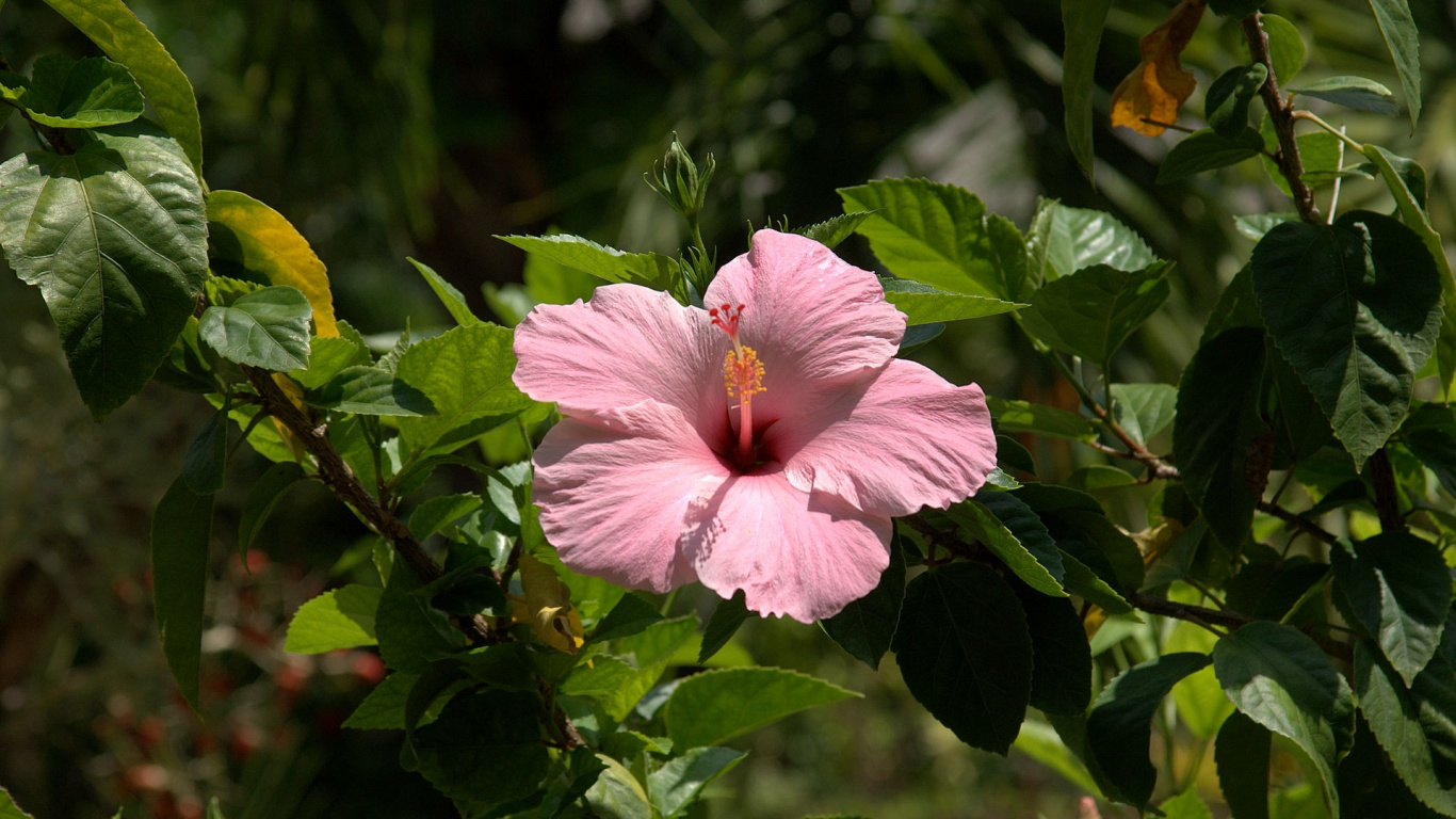 Pink Hibiscus in Bloom During Daytime. Wallpaper in 1366x768 Resolution