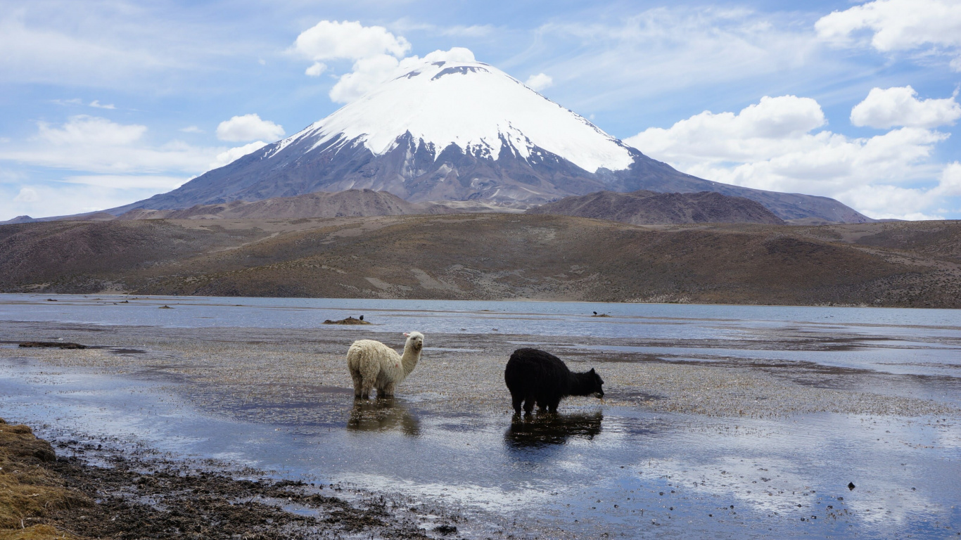 White and Black Sheep on Gray Sand During Daytime. Wallpaper in 1366x768 Resolution
