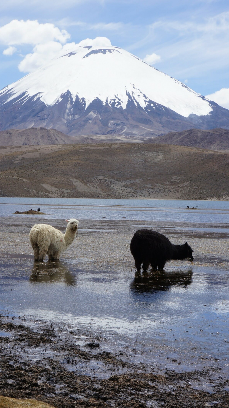 Moutons Blancs et Noirs Sur le Sable Gris Pendant la Journée. Wallpaper in 750x1334 Resolution