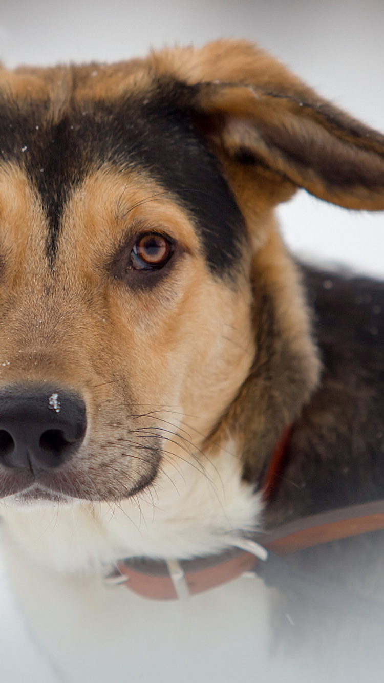 Dog, Beagle, Snout, Dog Breed, Whiskers. Wallpaper in 750x1334 Resolution