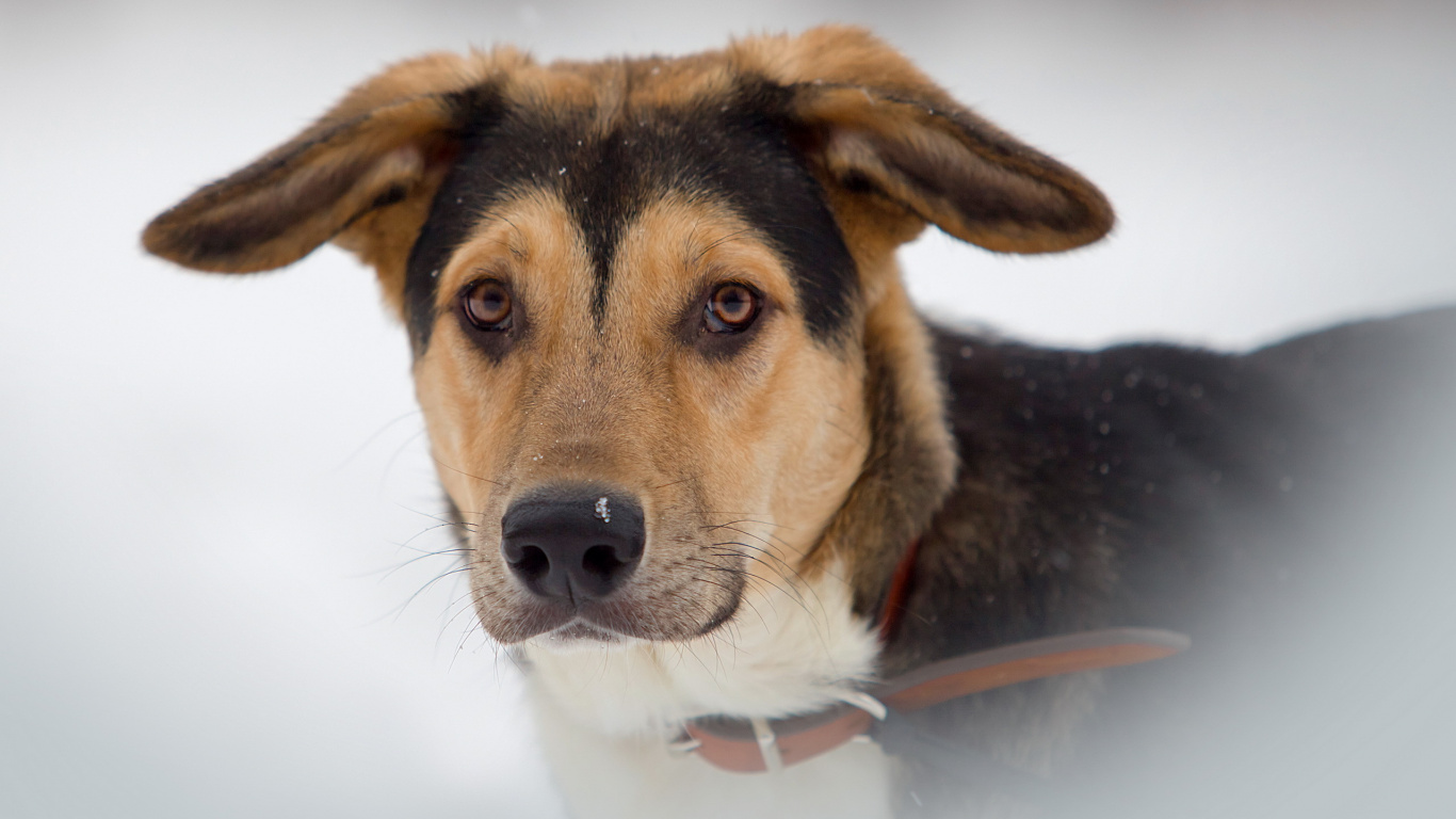 Chien, Beagle, Race de Chien, Moustache, Chien de Rue. Wallpaper in 1366x768 Resolution