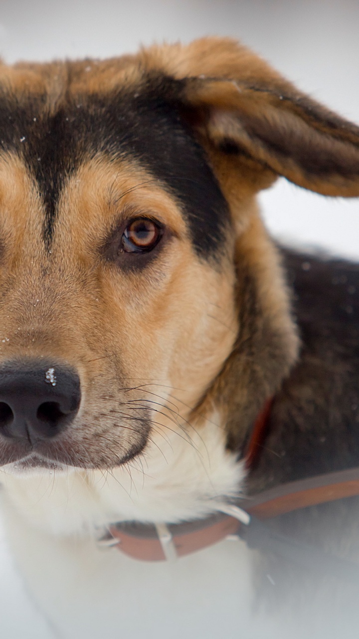 Chien, Beagle, Race de Chien, Moustache, Chien de Rue. Wallpaper in 720x1280 Resolution